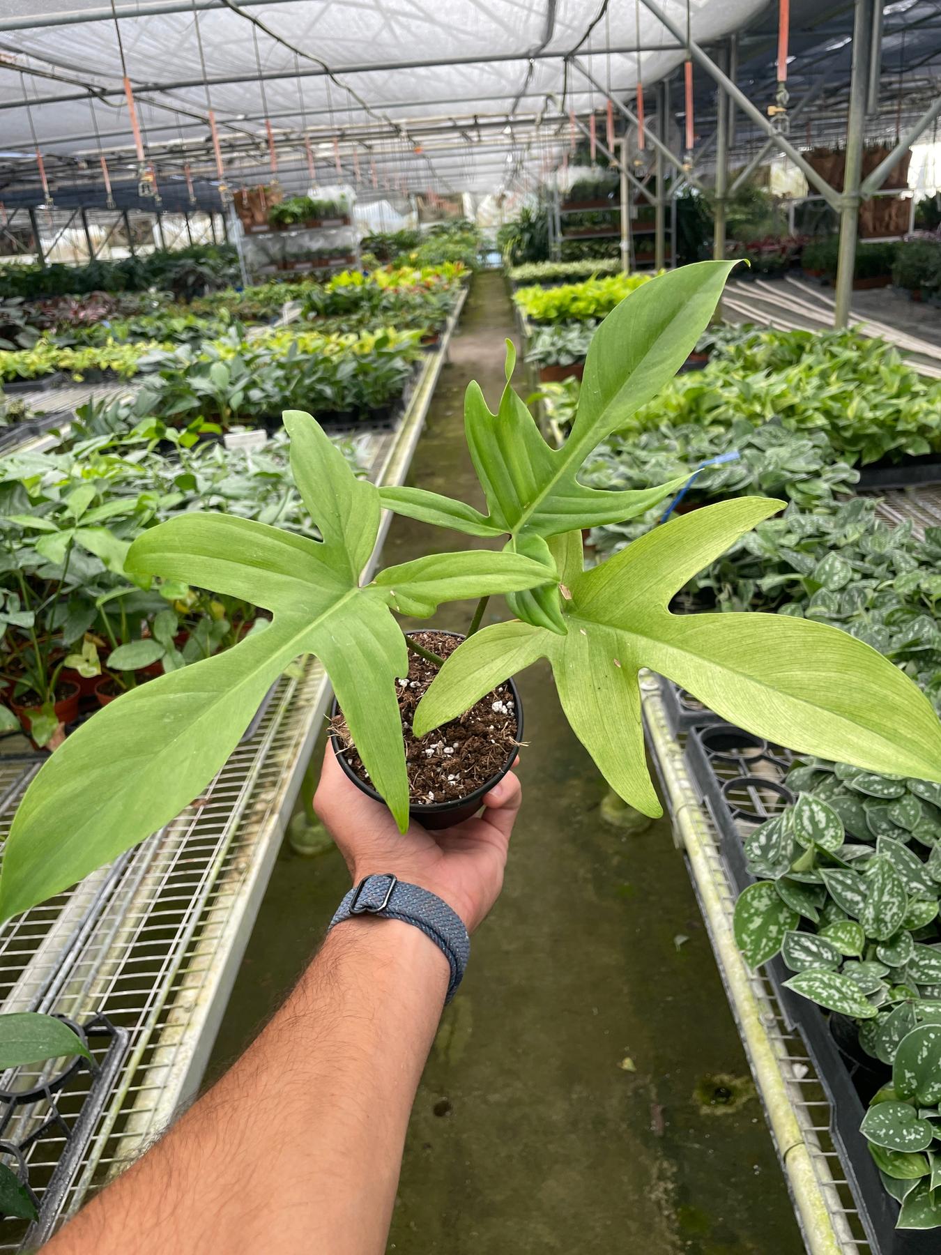 Philodendron 'Florida Ghost'-Indoor Plants-The Succulent Source
