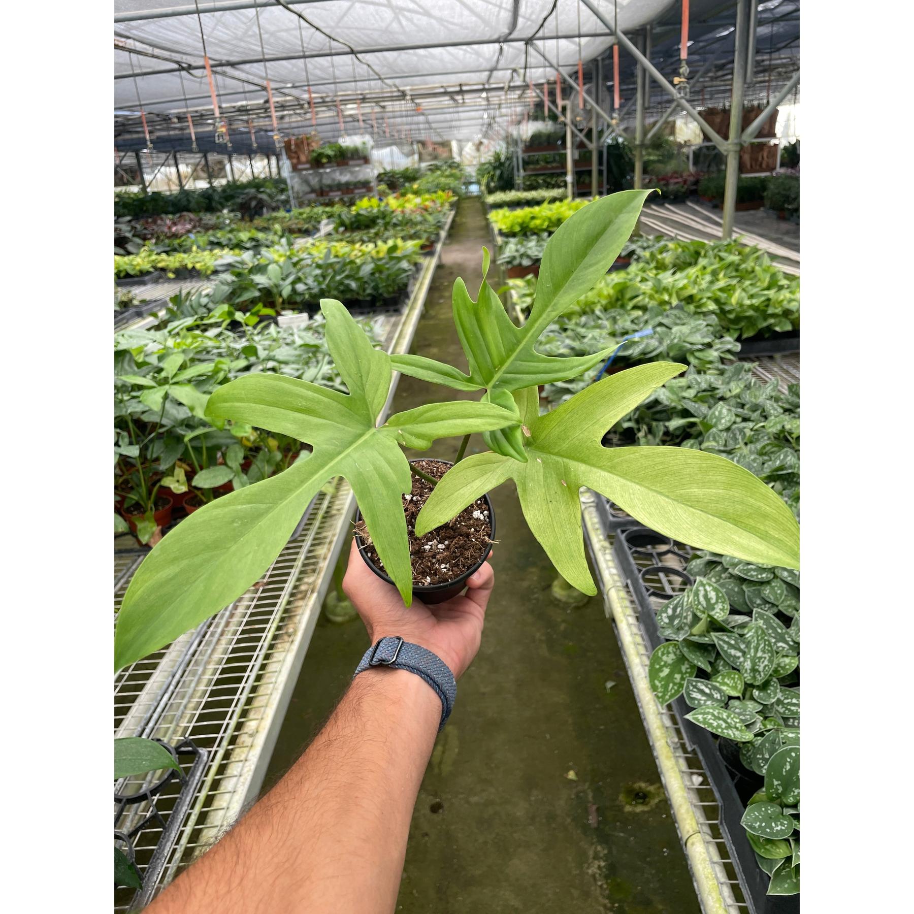Philodendron 'Florida Ghost'-Indoor Plants-The Succulent Source