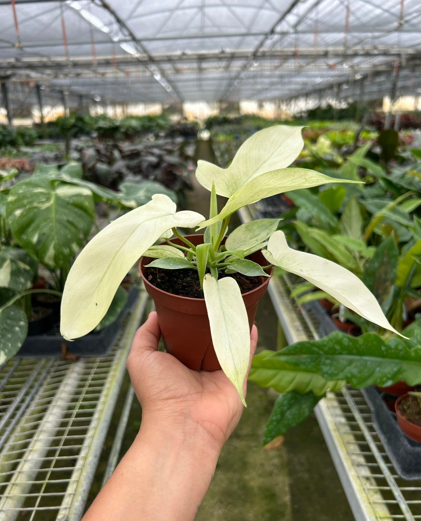 philodendron pedatum florida Philodendron 'Florida Ghost'
