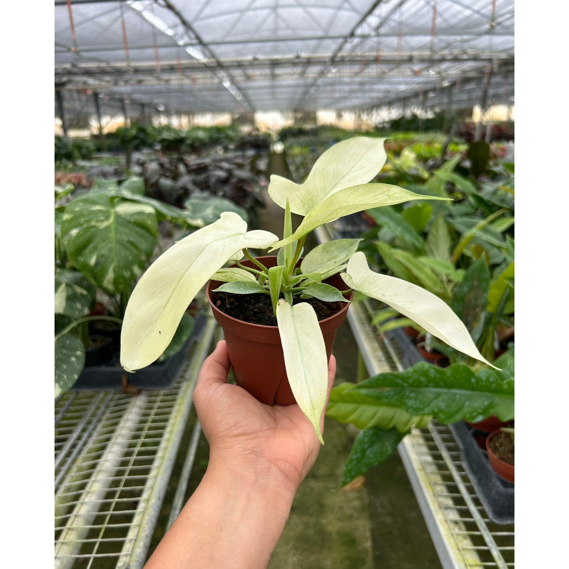 Philodendron 'Florida Ghost'-Indoor Plants-The Succulent Source