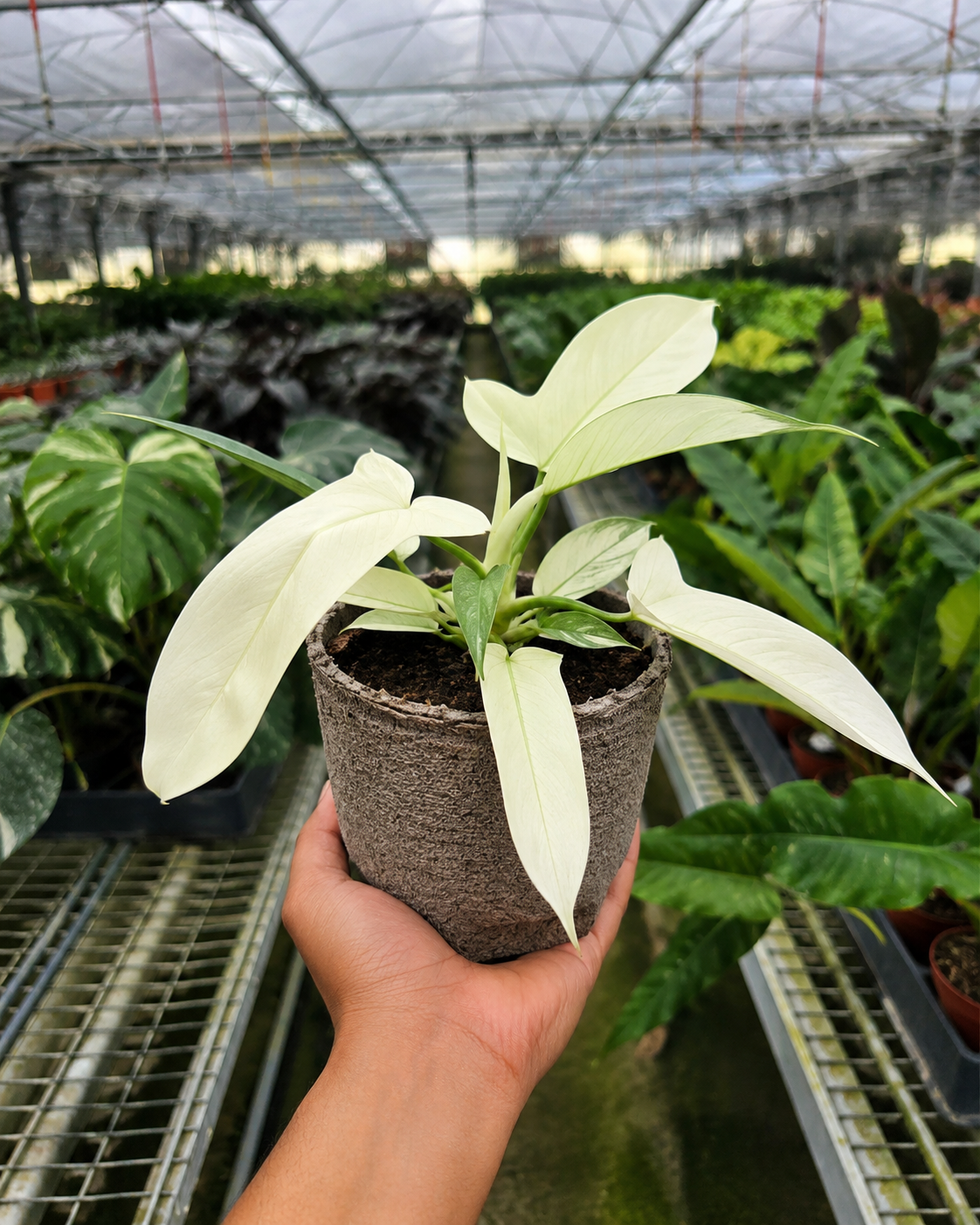 Philodendron 'Florida Ghost'-Indoor Plants-The Succulent Source