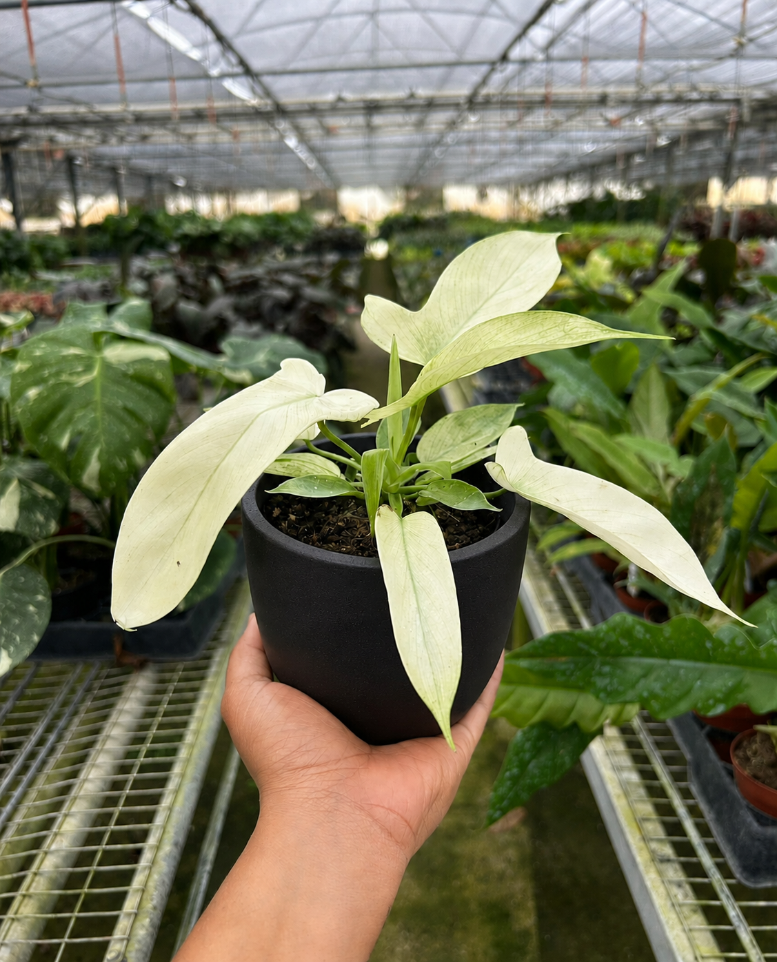 Philodendron 'Florida Ghost'-Indoor Plants-The Succulent Source