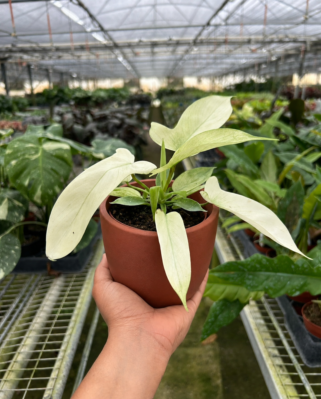 Philodendron 'Florida Ghost'-Indoor Plants-The Succulent Source