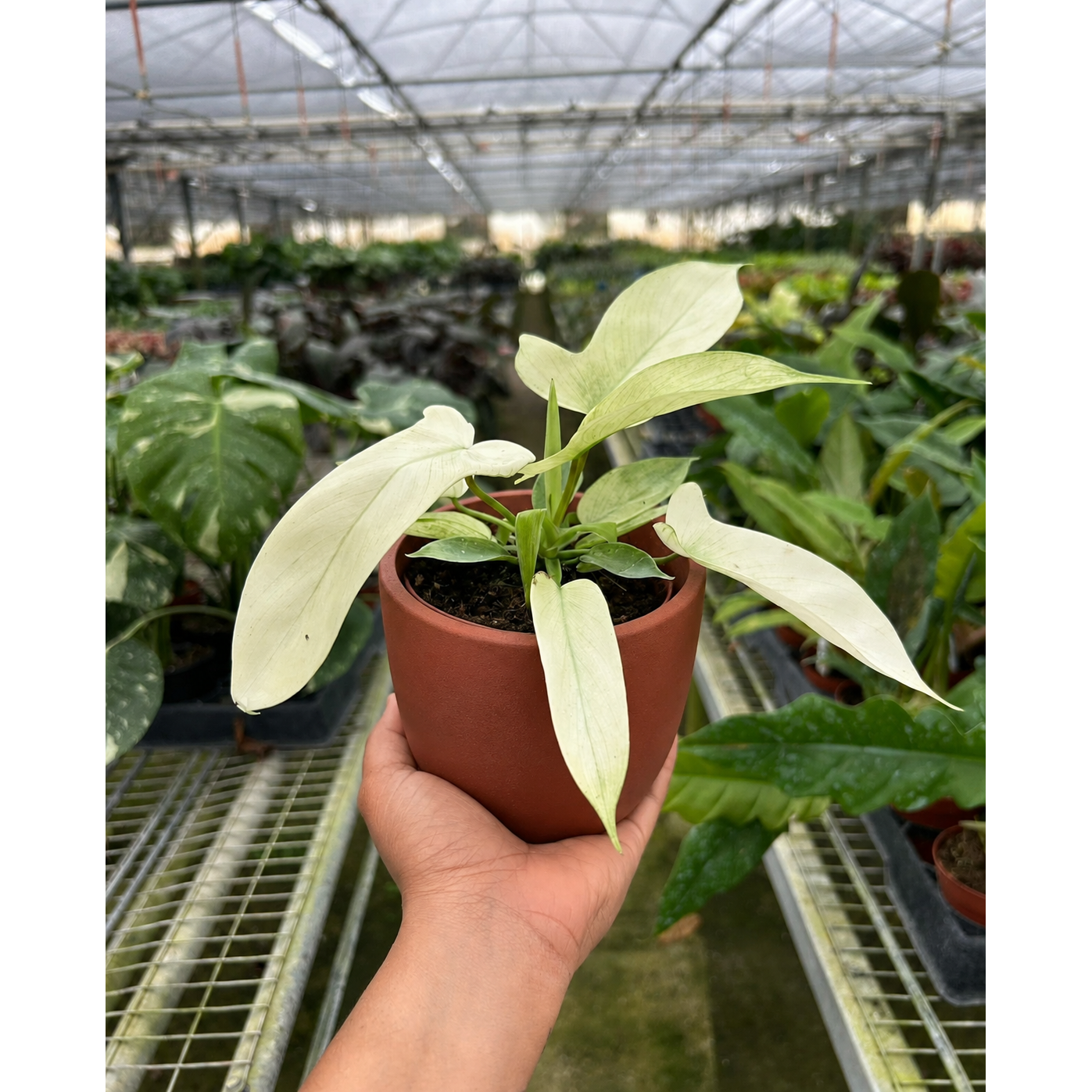 Philodendron 'Florida Ghost'-Indoor Plants-The Succulent Source