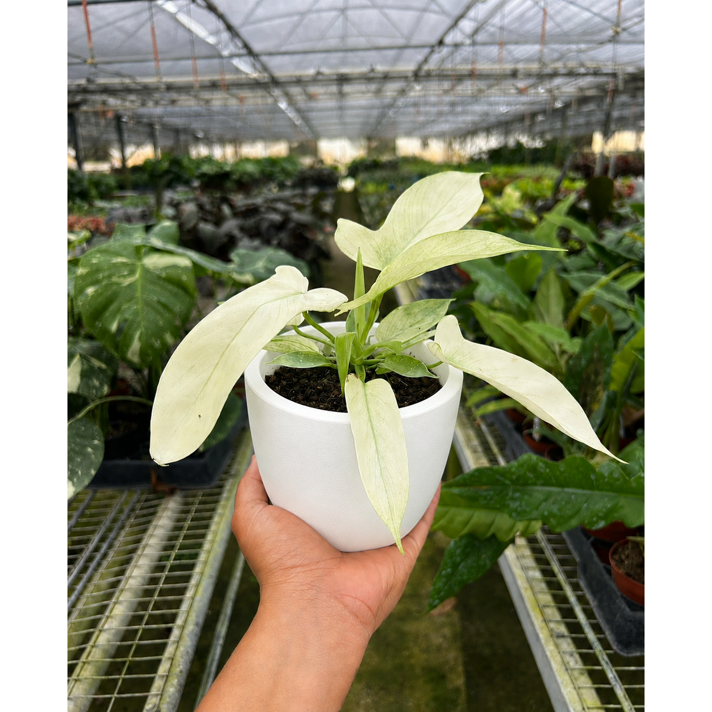 Philodendron 'Florida Ghost'-Indoor Plants-The Succulent Source