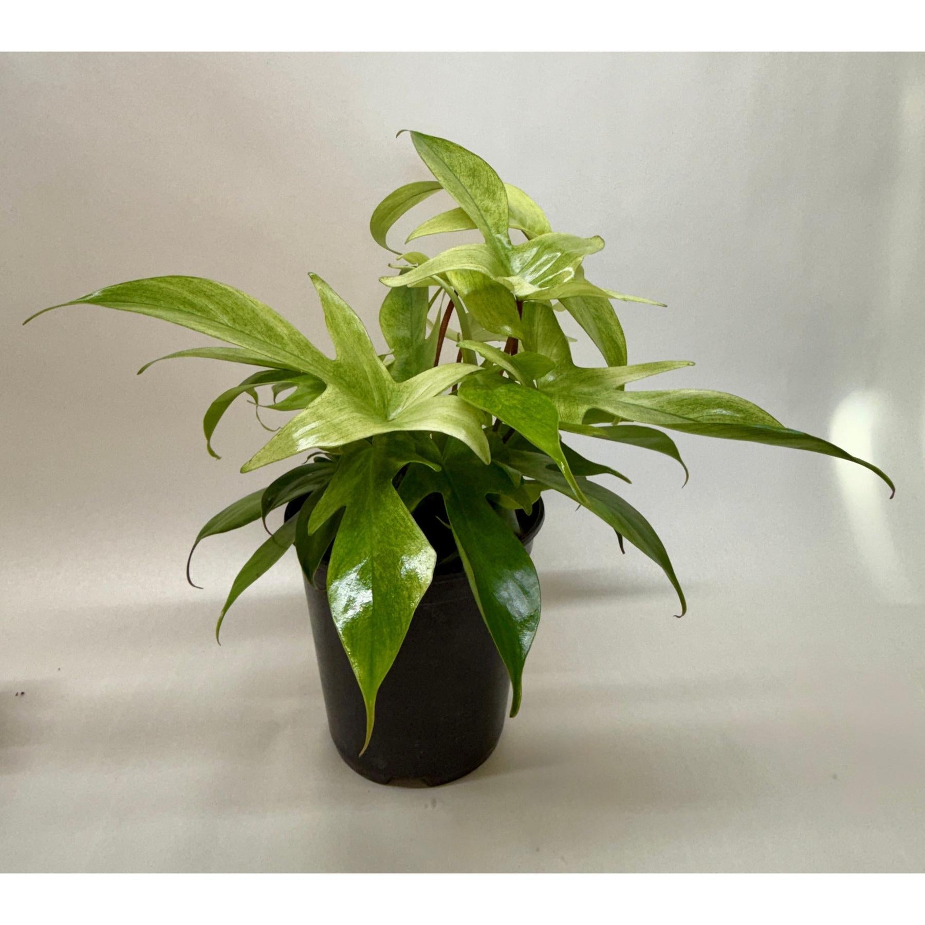 Philodendron 'Florida Ghost'-Indoor Plants-The Succulent Source