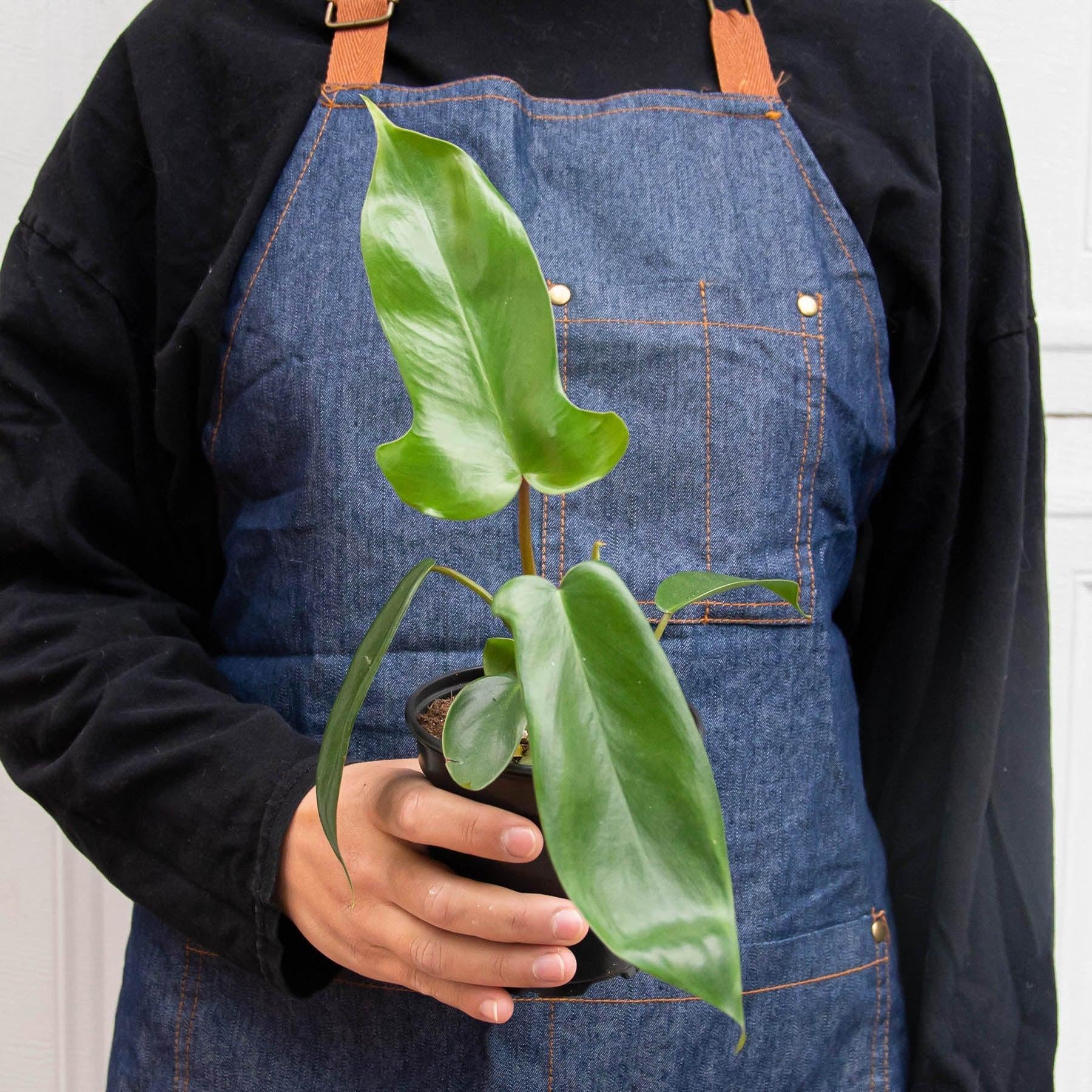 Philodendron 'Florida Green'-Indoor Plants-The Succulent Source