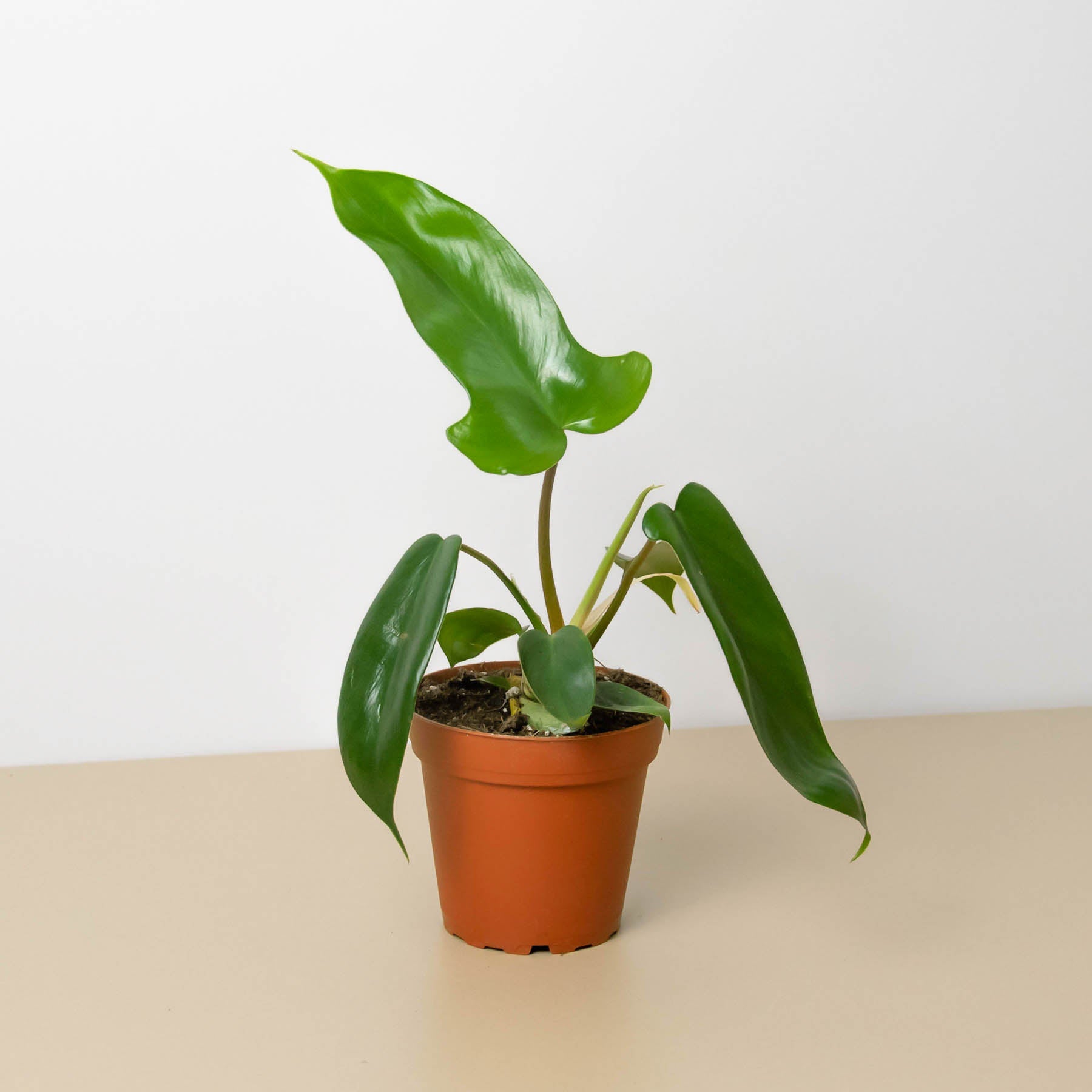 Philodendron 'Florida Green'-Indoor Plants-The Succulent Source