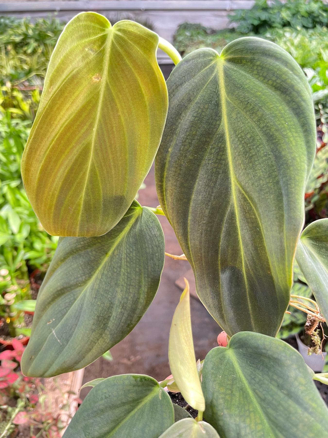 Philodendron Gigas-The Succulent Source