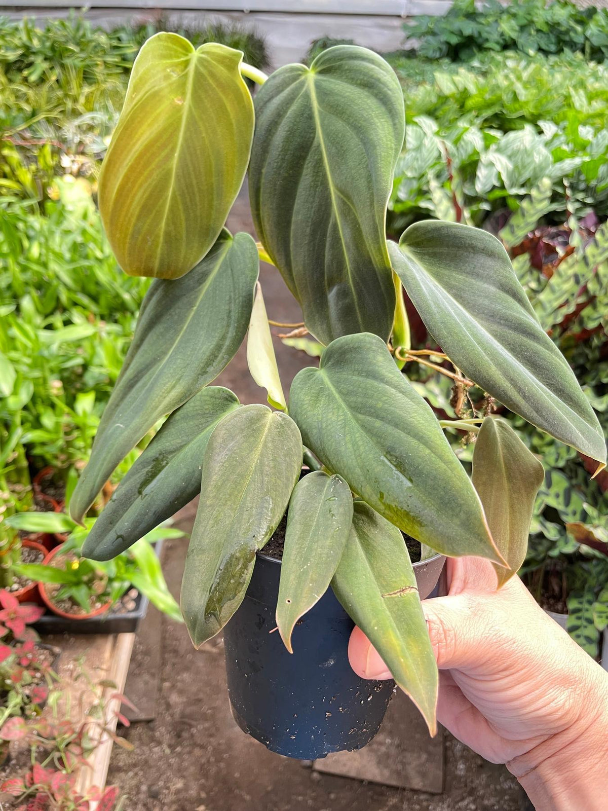 Philodendron Gigas-The Succulent Source