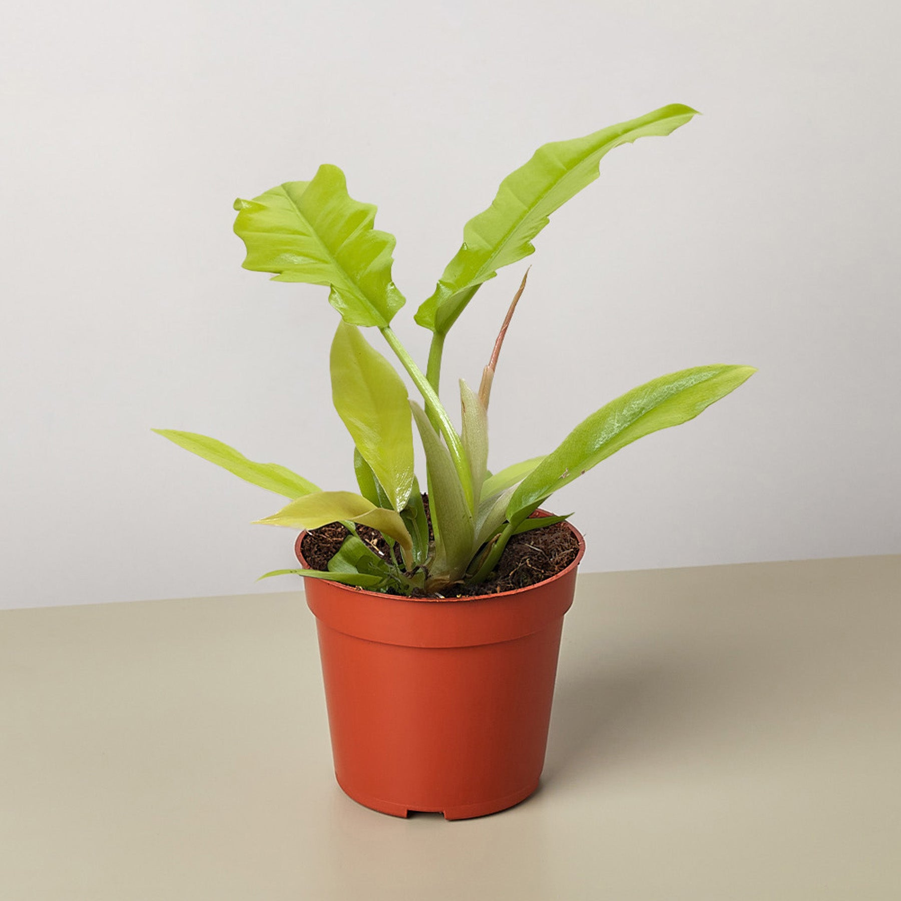 Philodendron 'Golden Crocodile'-Indoor Plants-The Succulent Source