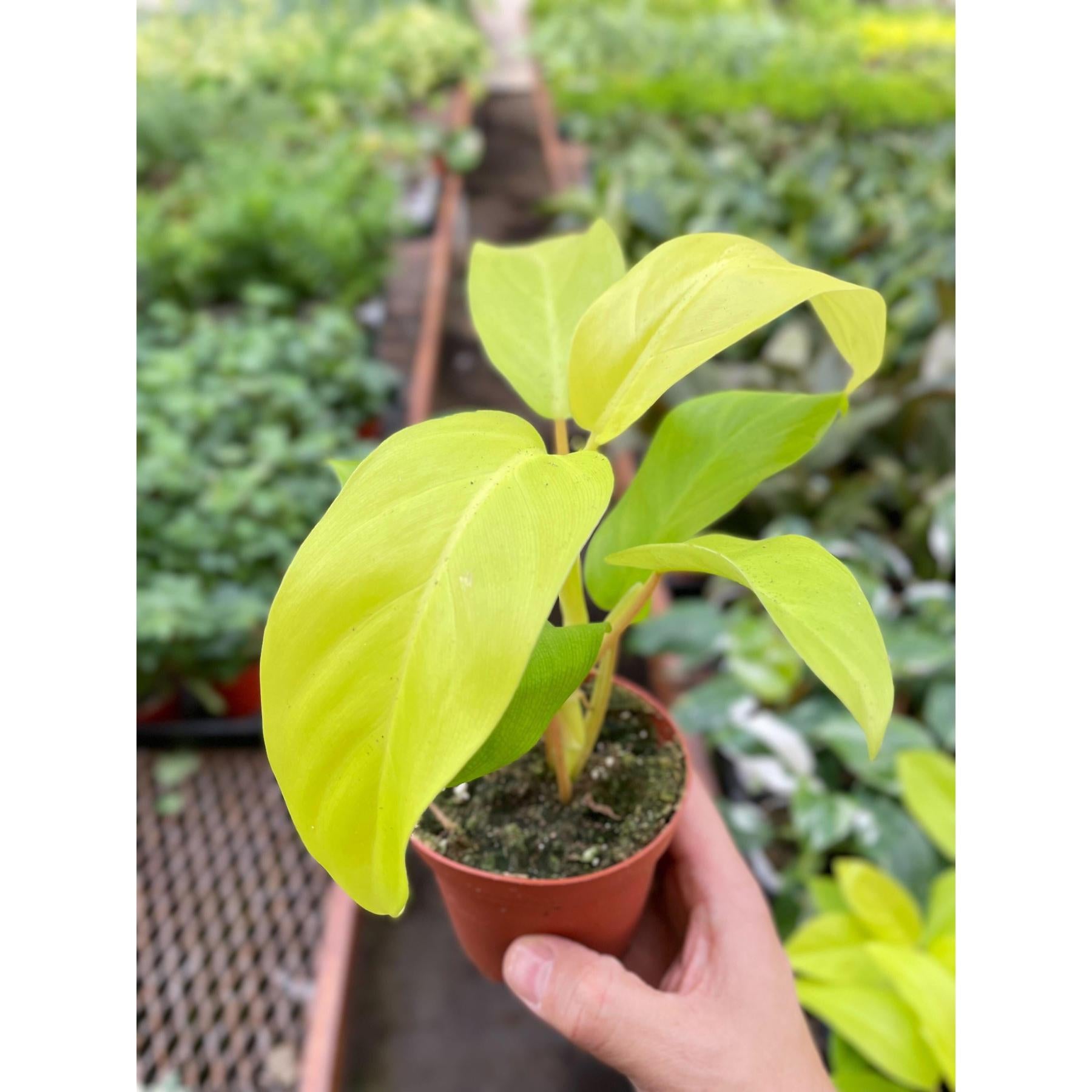 Philodendron Golden Goddess - 4" Pot-Indoor Plants-The Succulent Source
