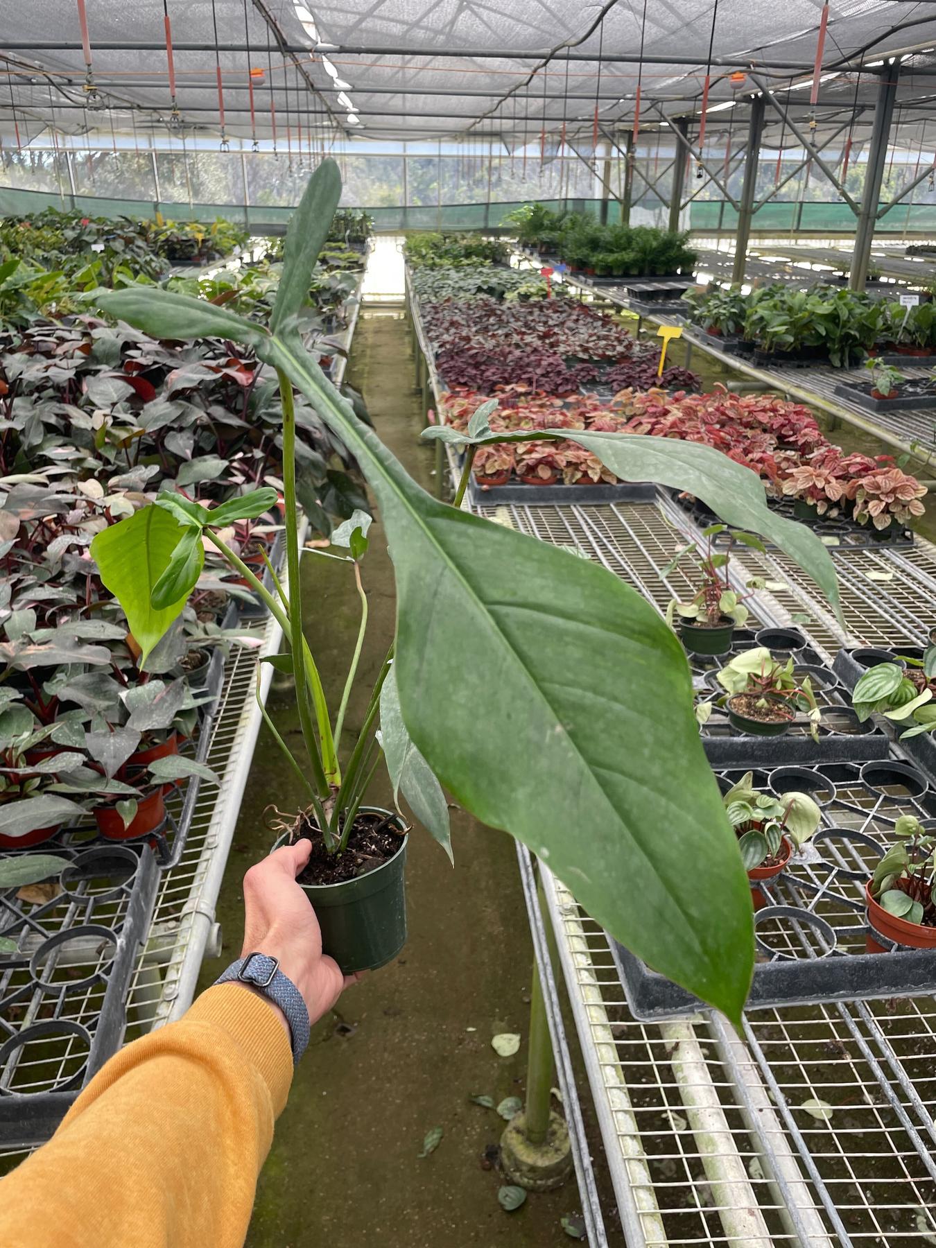 Philodendron 'Joepii'-Indoor Plants-The Succulent Source