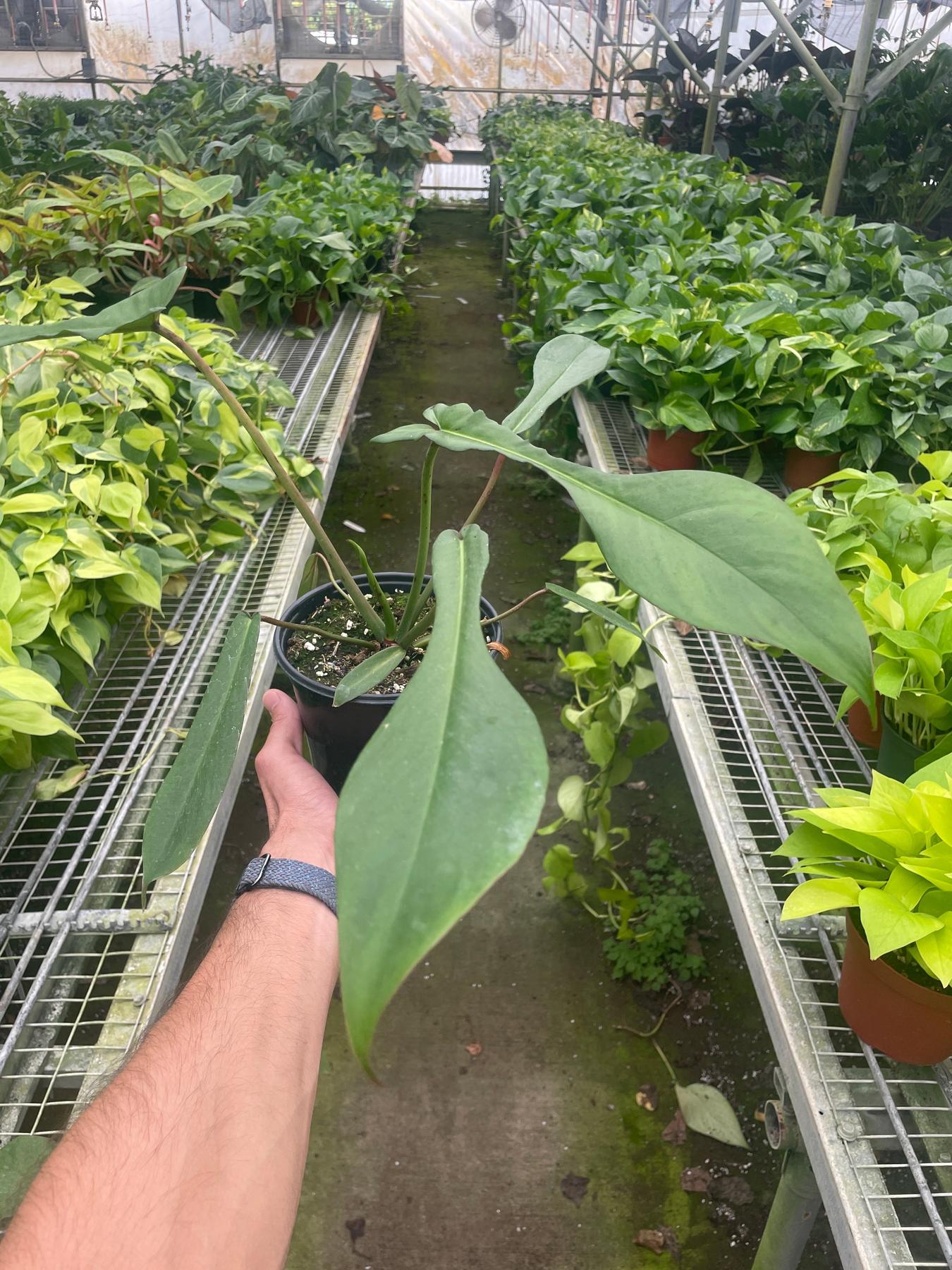 Philodendron 'Joepii'-Indoor Plants-The Succulent Source