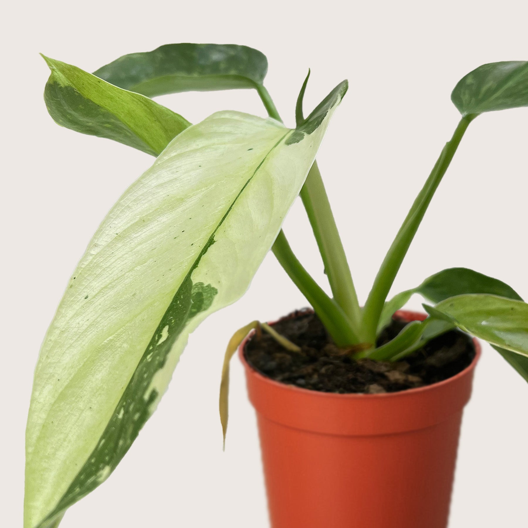 Philodendron Jose Bueno-4" Plant-The Succulent Source