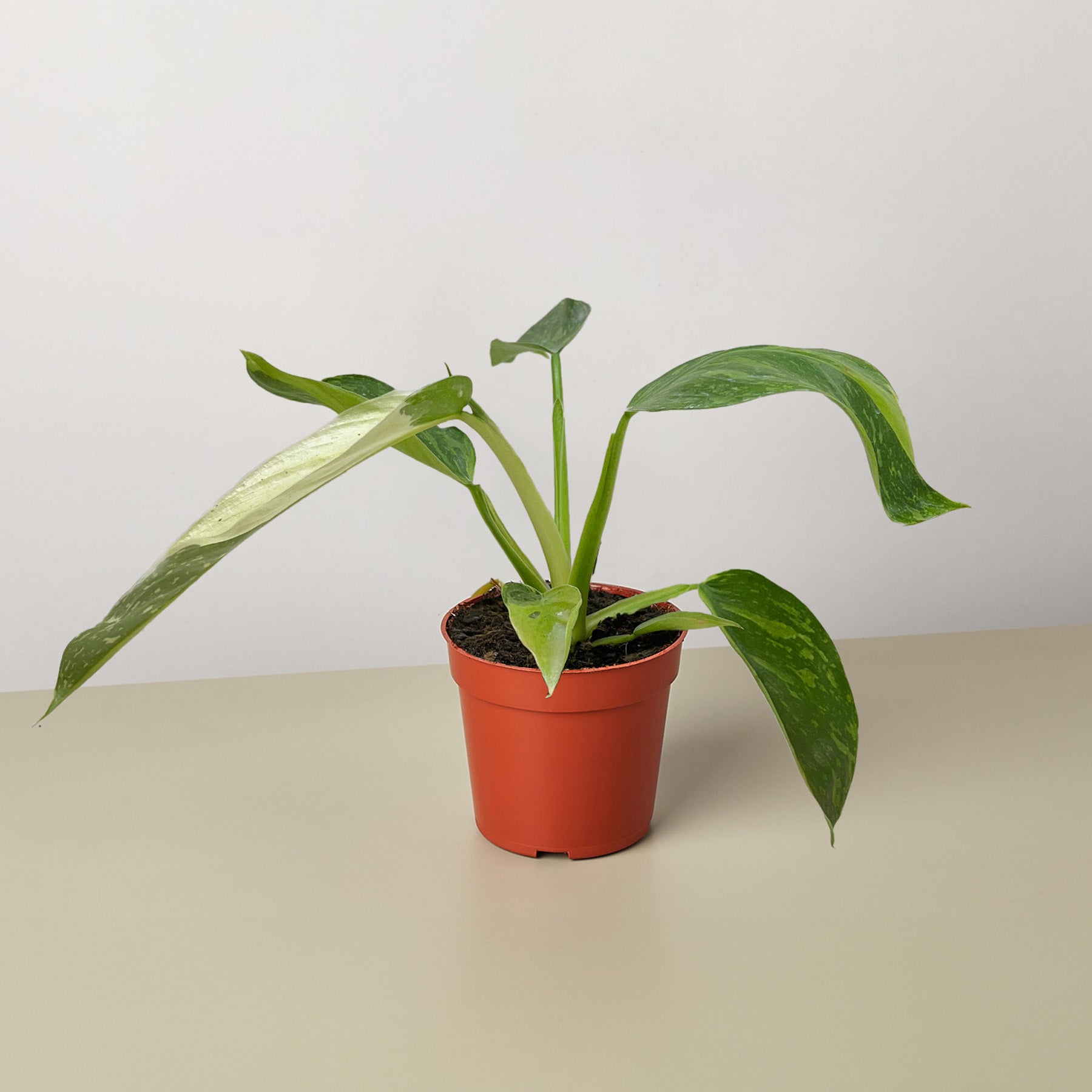 Philodendron Jose Bueno-4" Plant-The Succulent Source
