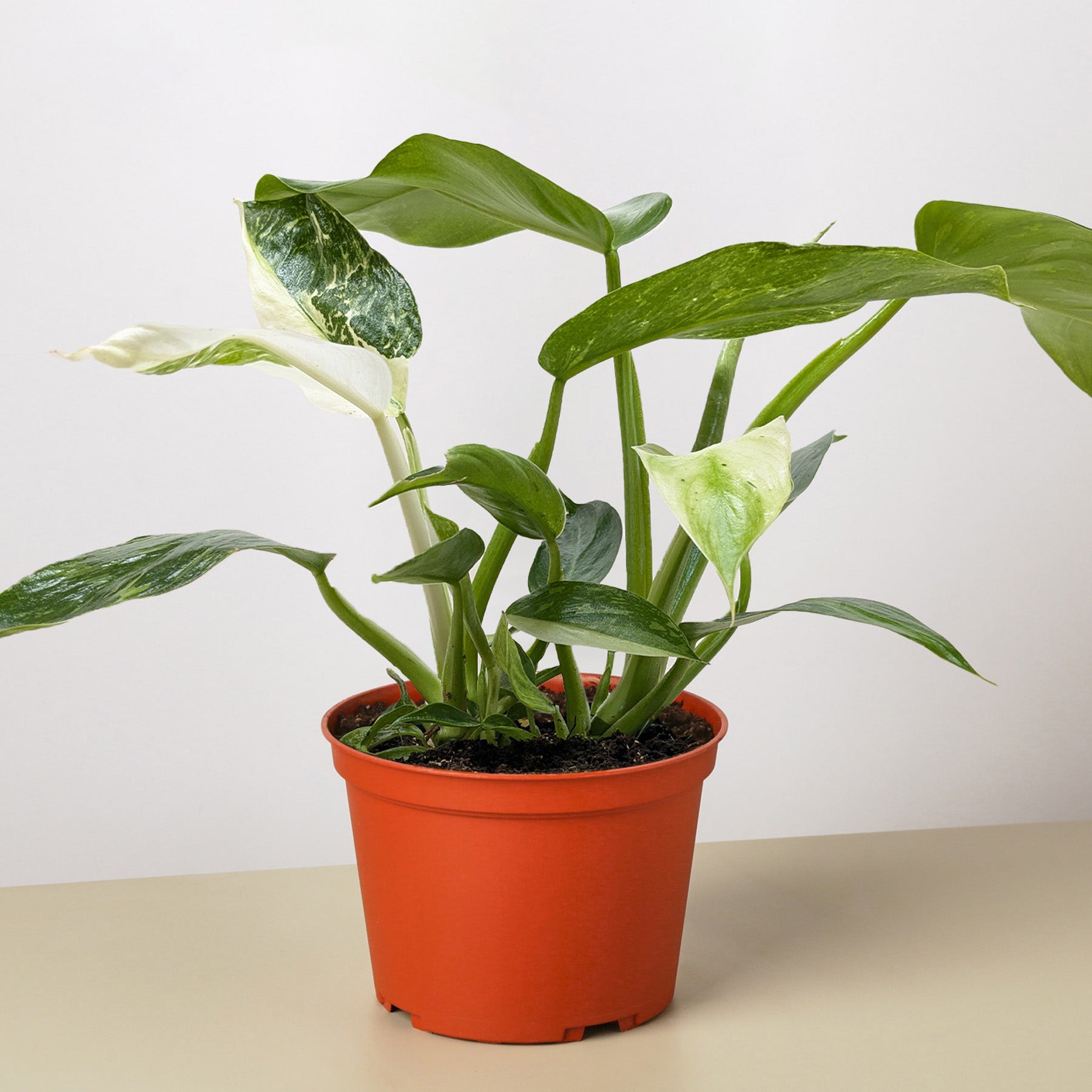 Philodendron Jose Bueno-4" Plant-The Succulent Source