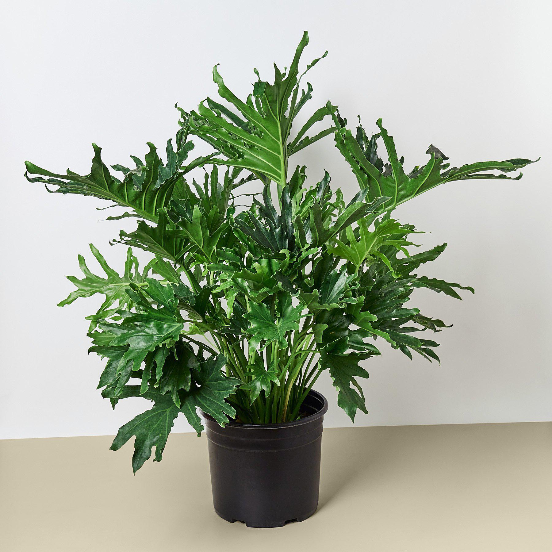 Philodendron 'Lickety Split' - 8" Pot-Indoor Plants-The Succulent Source