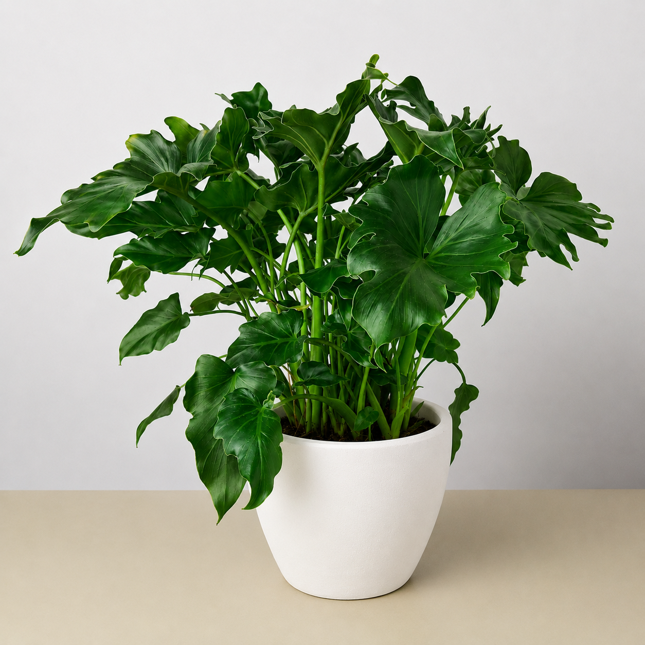 Philodendron Little Hope-Indoor Plants-The Succulent Source