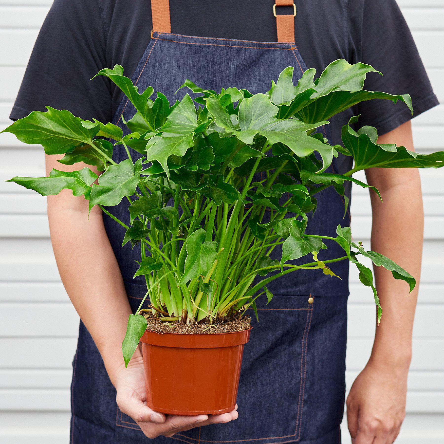 Philodendron ‘Little Hope'-Indoor Plants-The Succulent Source