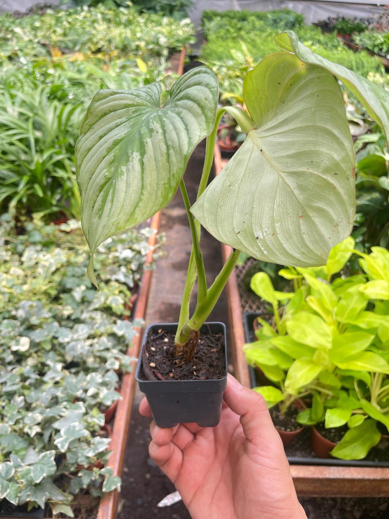 Philodendron 'Mamei'-The Succulent Source