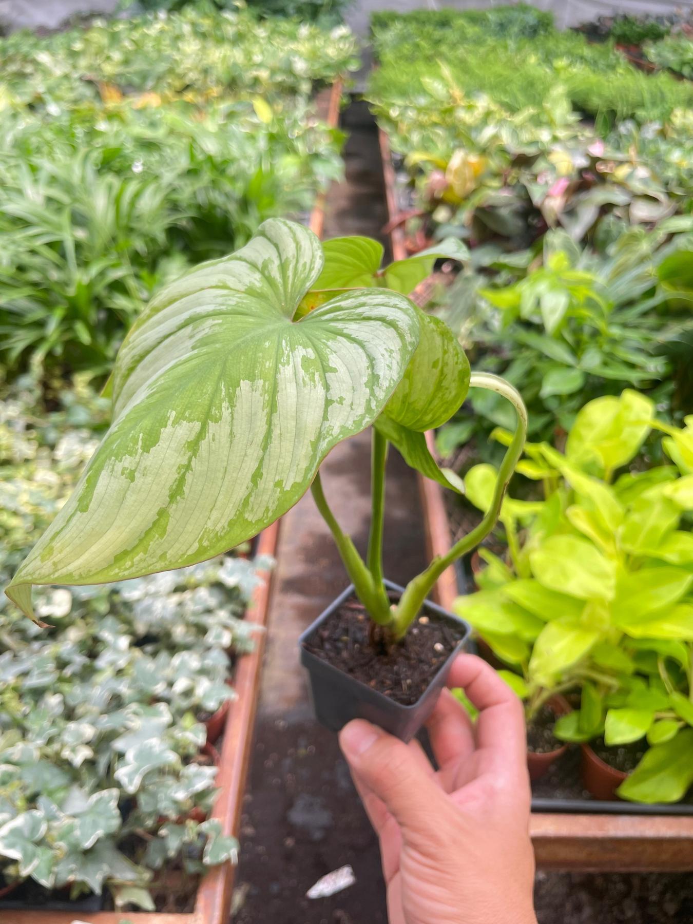 Philodendron 'Mamei'-The Succulent Source