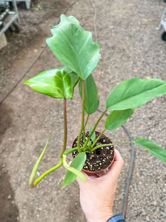 Philodendron Mayoi-Indoor Plants-The Succulent Source