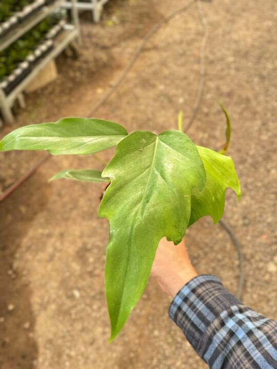 Philodendron Mayoi-Indoor Plants-The Succulent Source