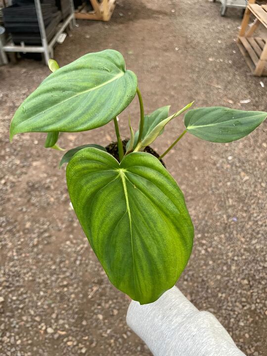 Philodendron 'Mcdowell'-Indoor Plants-The Succulent Source