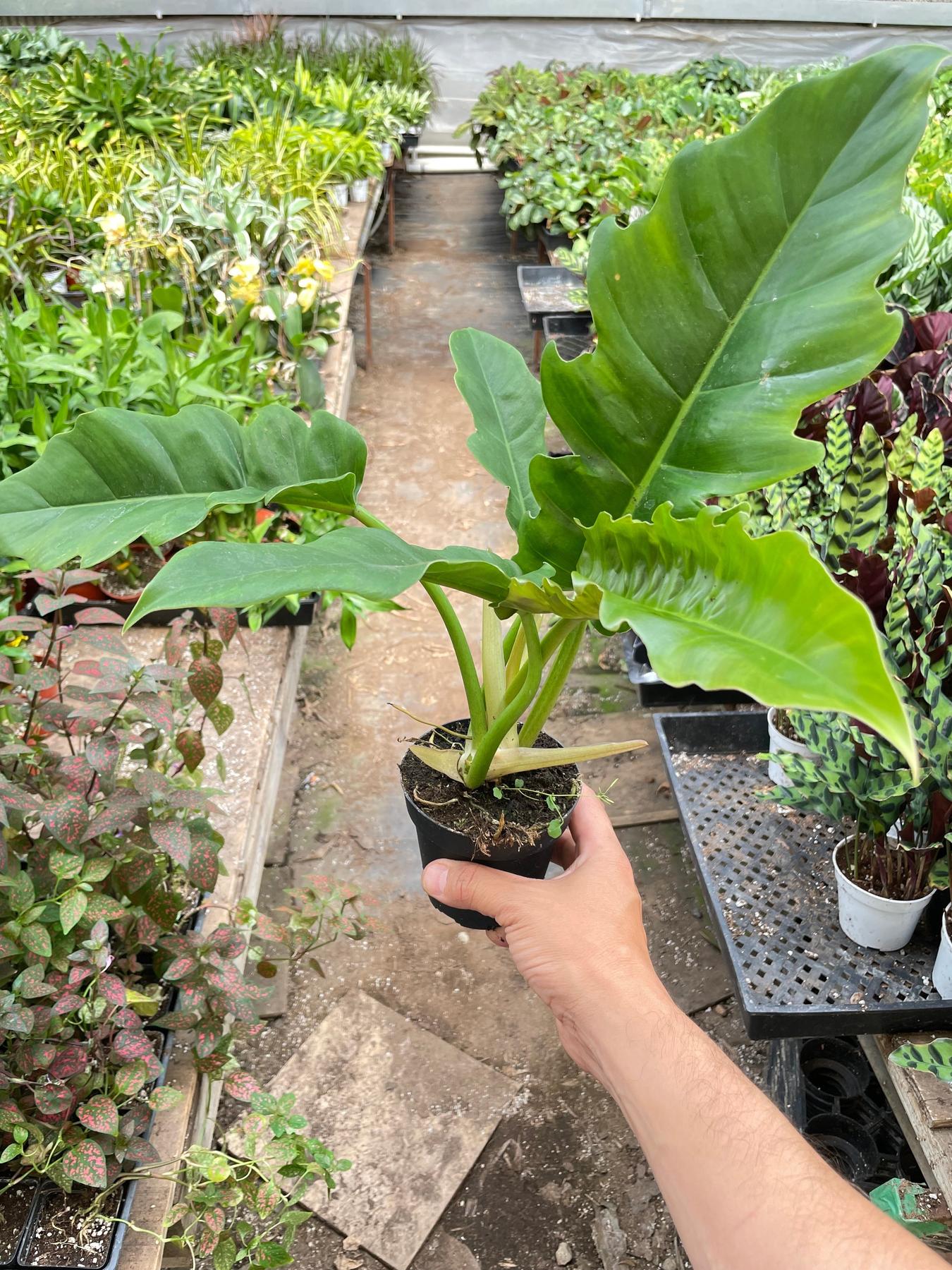 tiger philodendron Philodendron 'Narrow Escape'