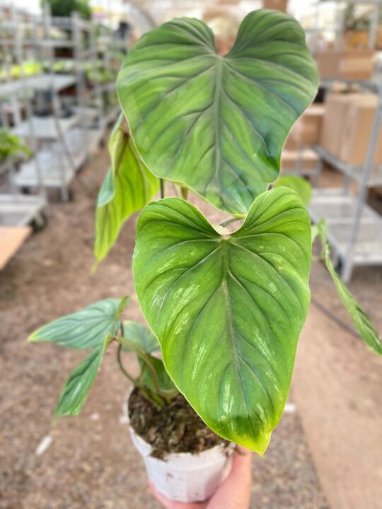 Philodendron PlowManii-Indoor Plants-The Succulent Source