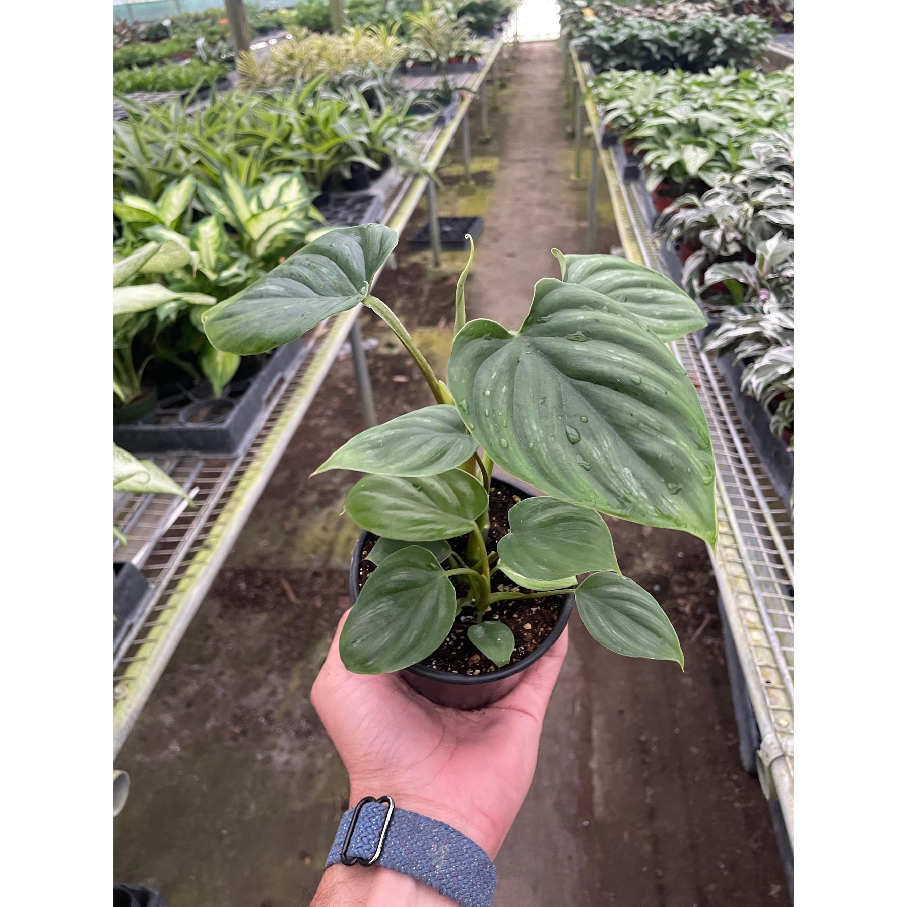 Philodendron 'Plowmanii'-Indoor Plants-The Succulent Source