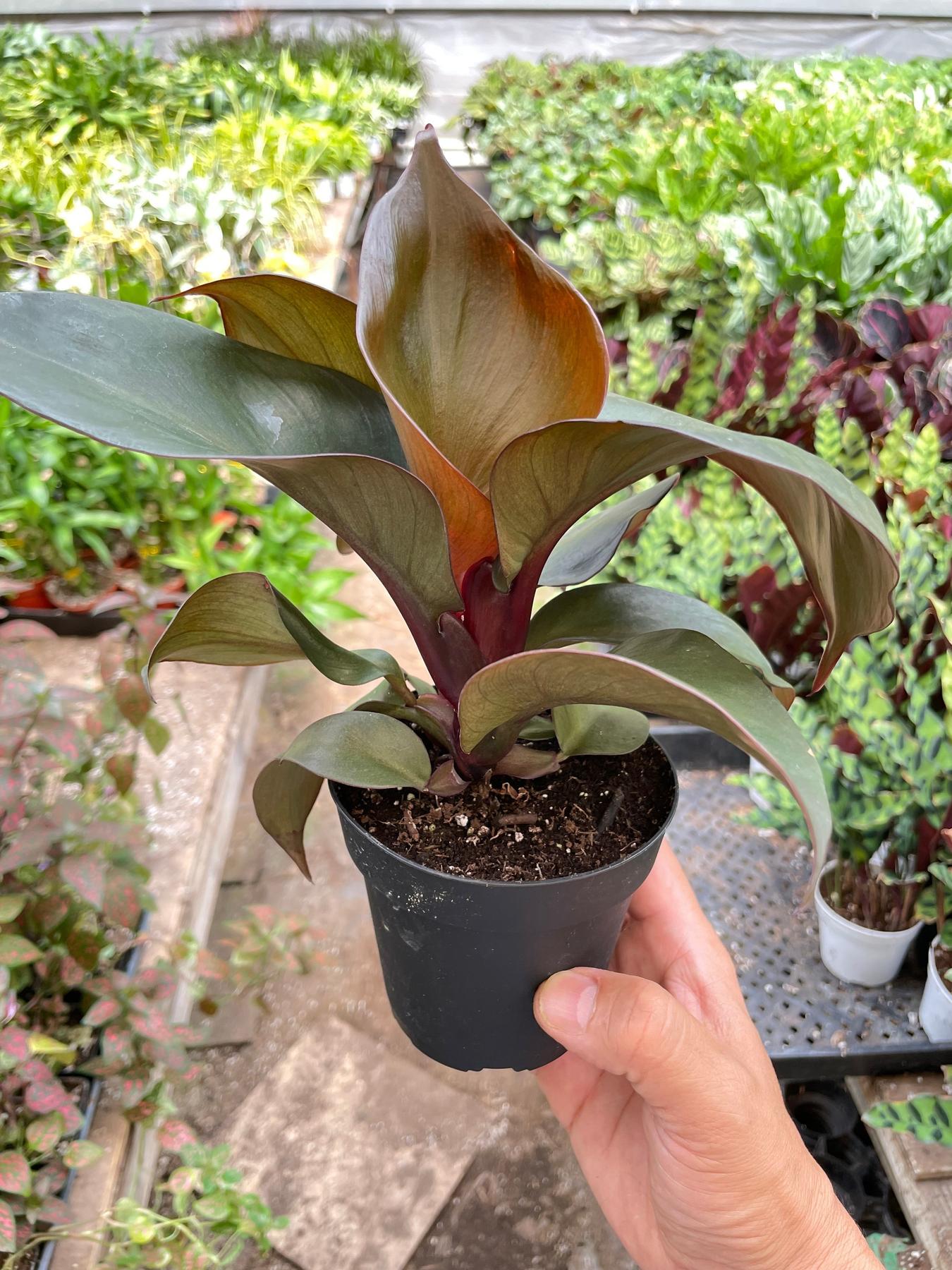 Philodendron 'Red Heart'-Indoor Plants-The Succulent Source