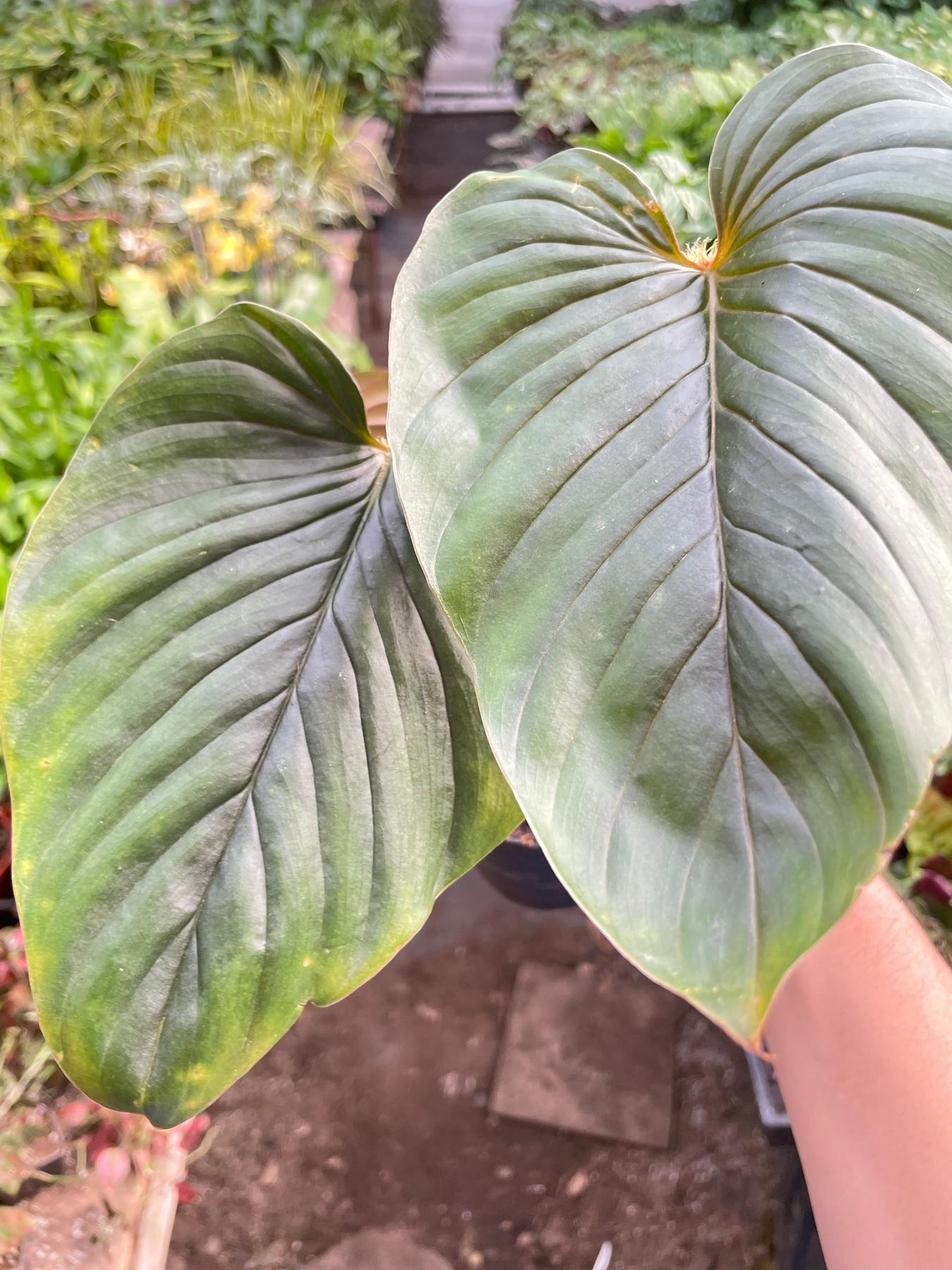 Philodendron 'Serpens'-The Succulent Source