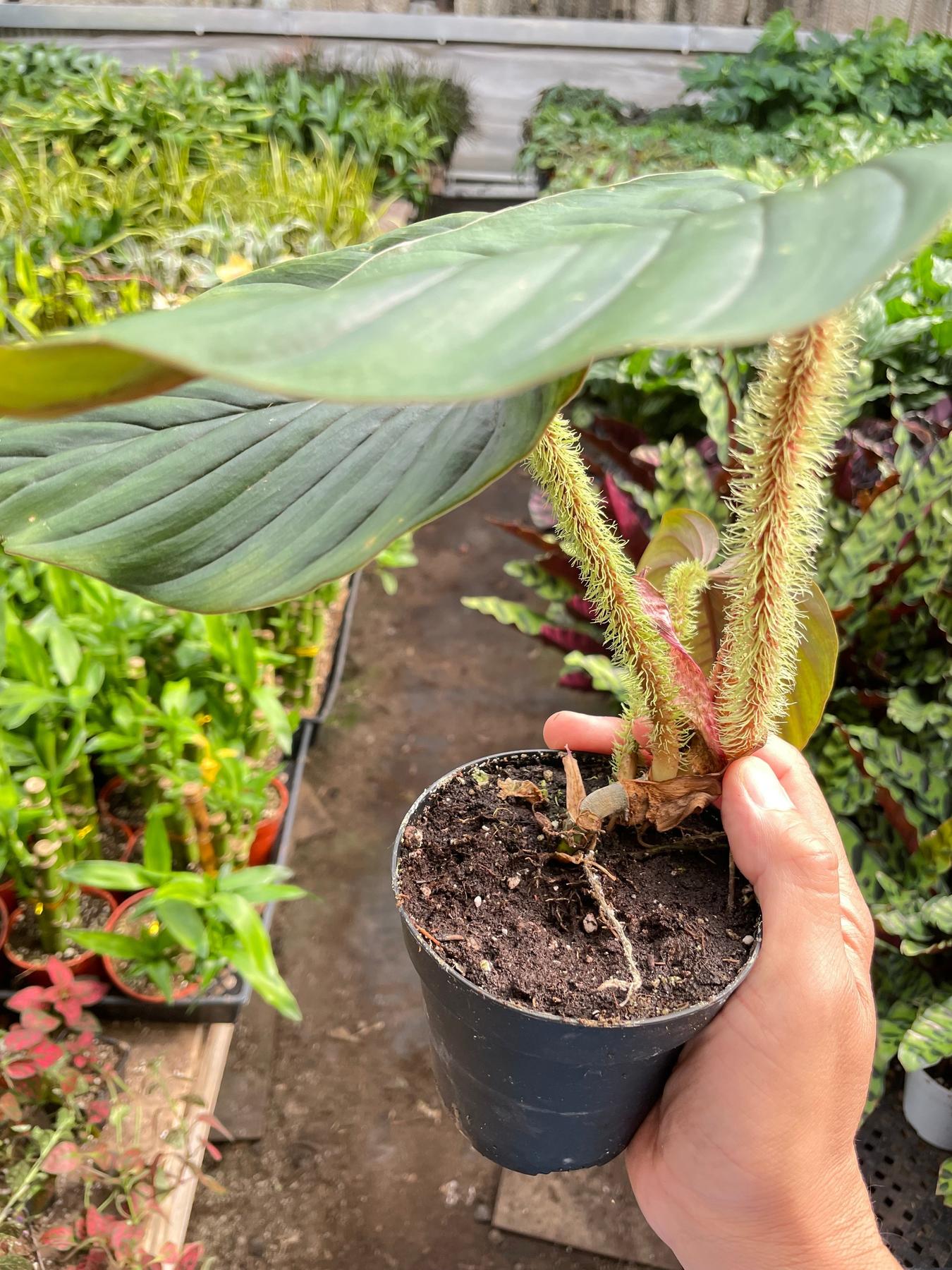 Philodendron 'Serpens'-The Succulent Source