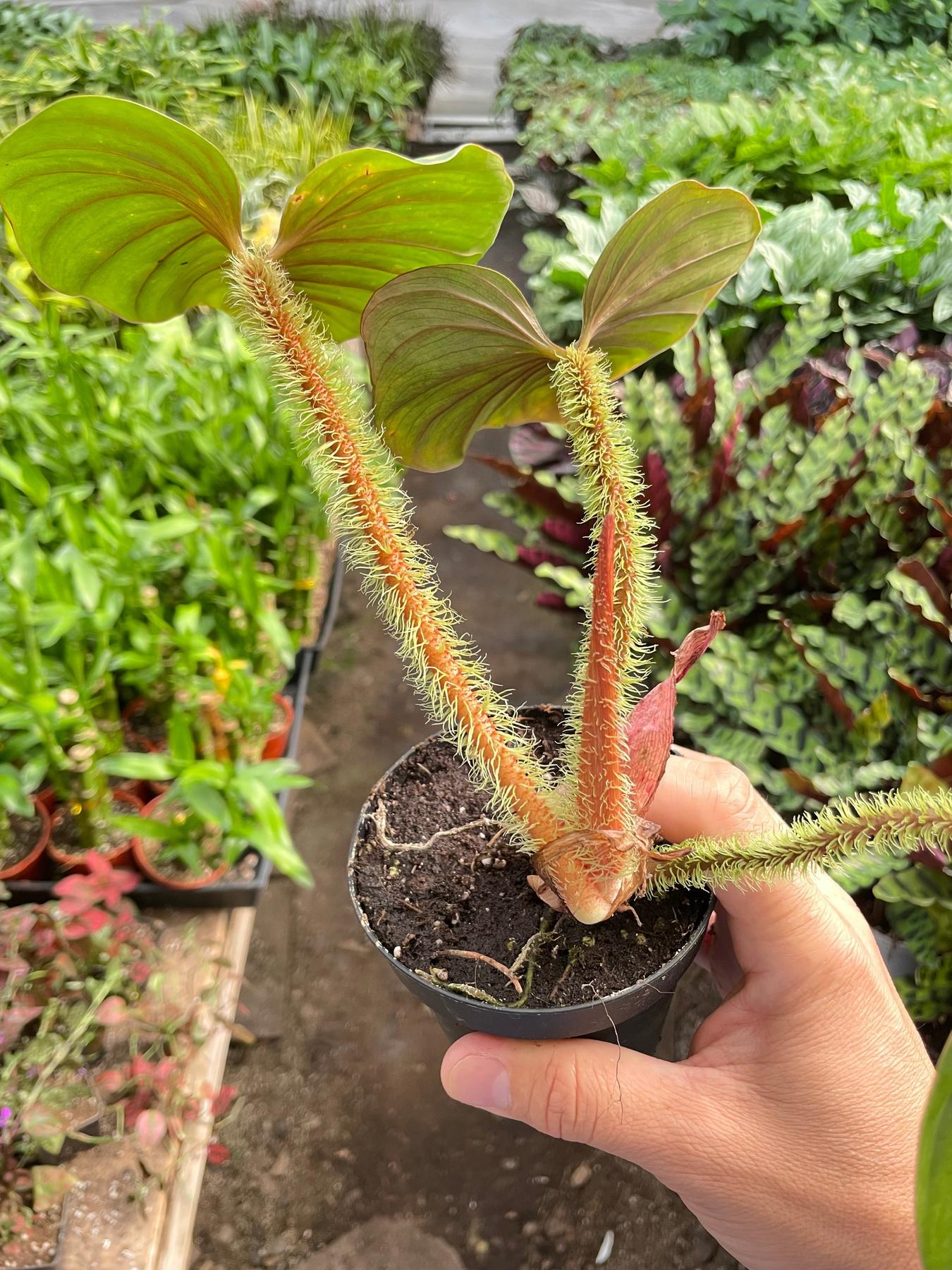 philodendron serpens Philodendron 'Serpens'