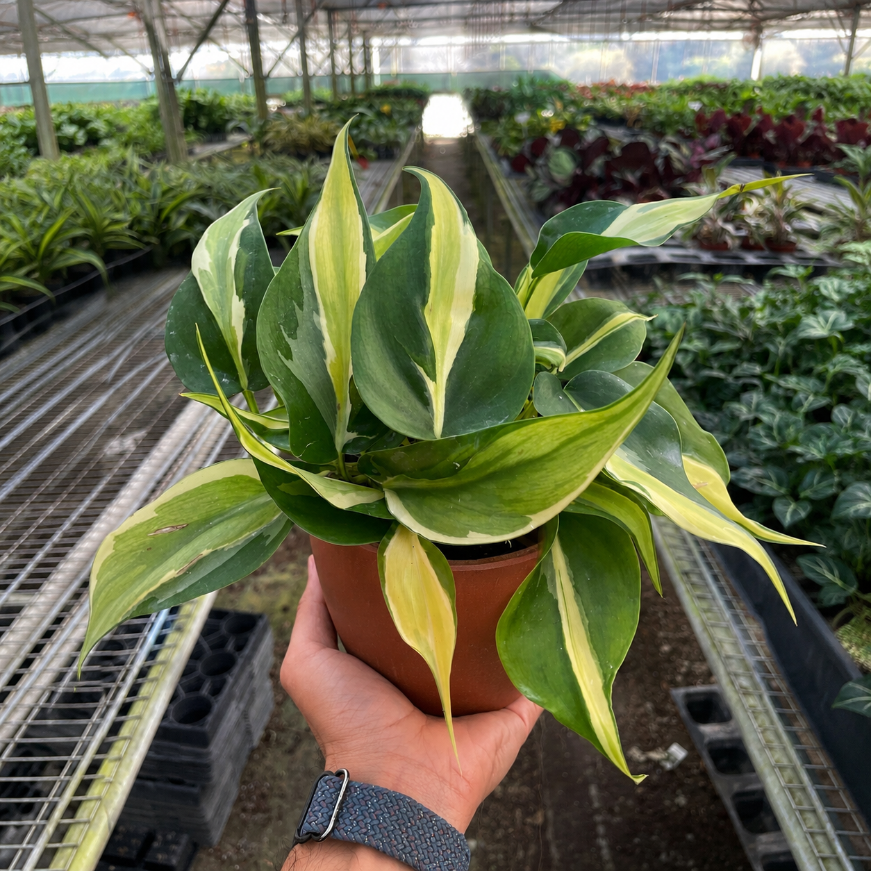 Philodendron 'Silver Stripe'-Indoor Plants-The Succulent Source