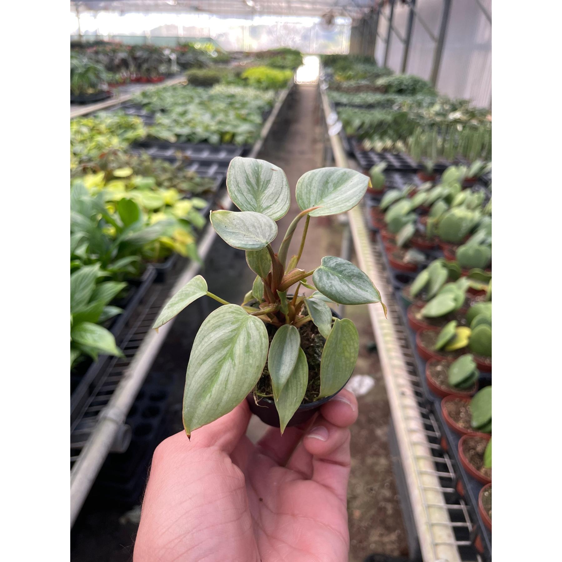 Philodendron 'Sodiroi'-Indoor Plants-The Succulent Source