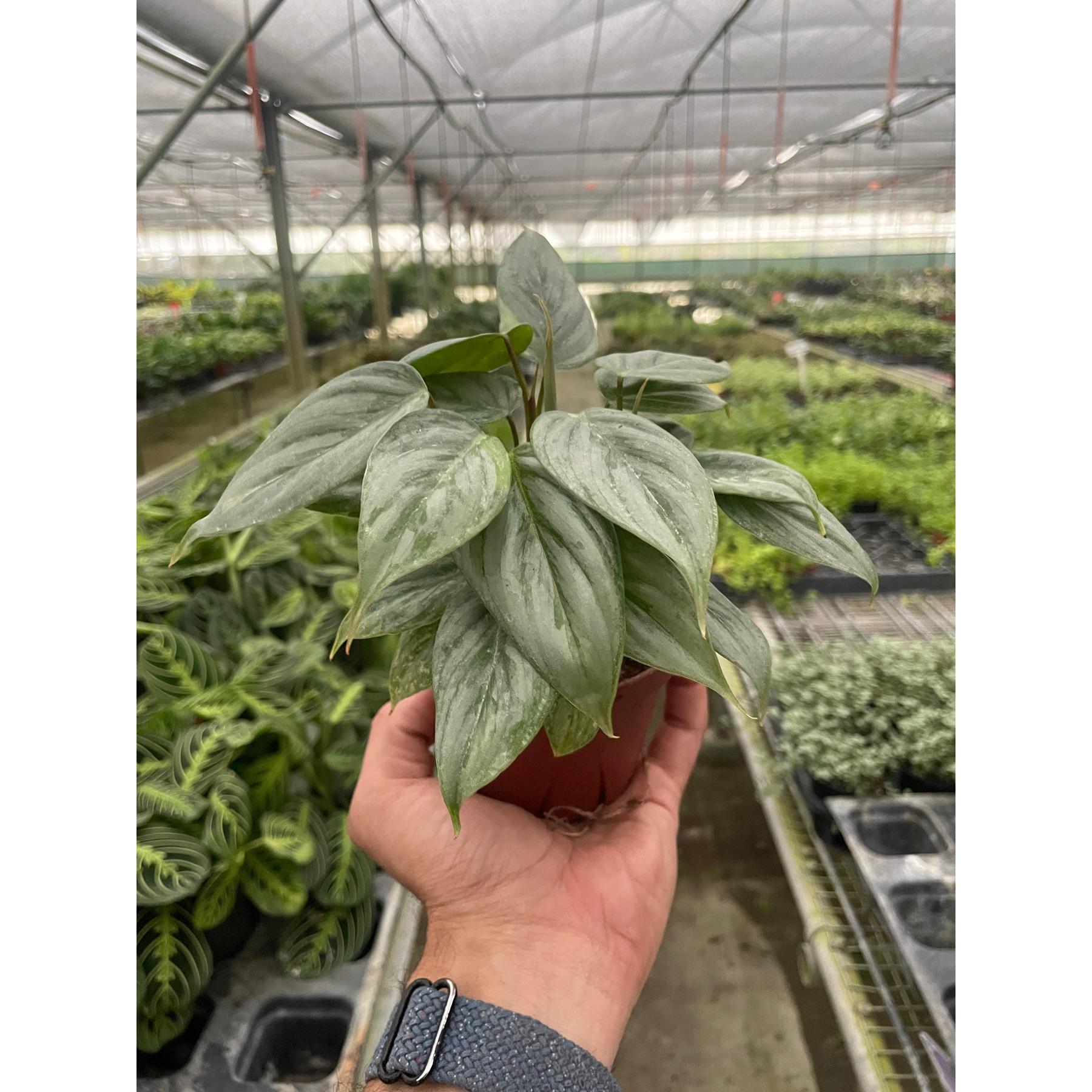 Philodendron 'Sodiroi'-Indoor Plants-The Succulent Source