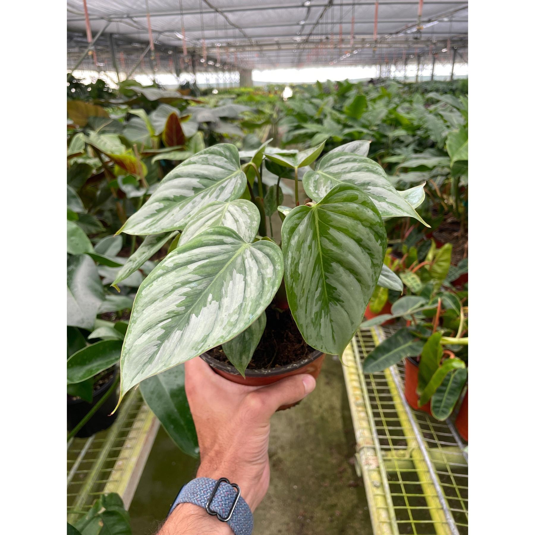 Philodendron 'Sodiroi'-Indoor Plants-The Succulent Source