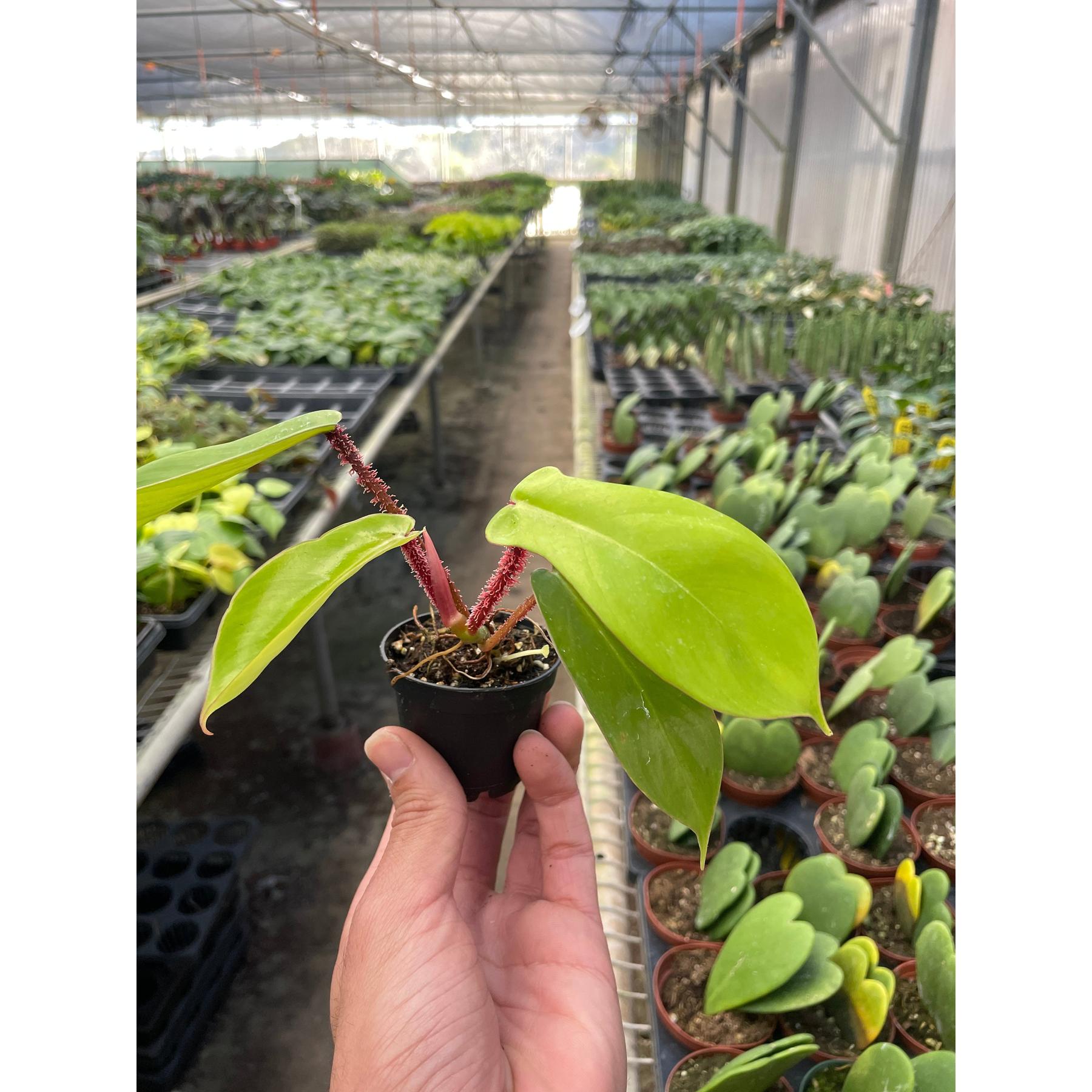 Philodendron squamiferum en Grigio