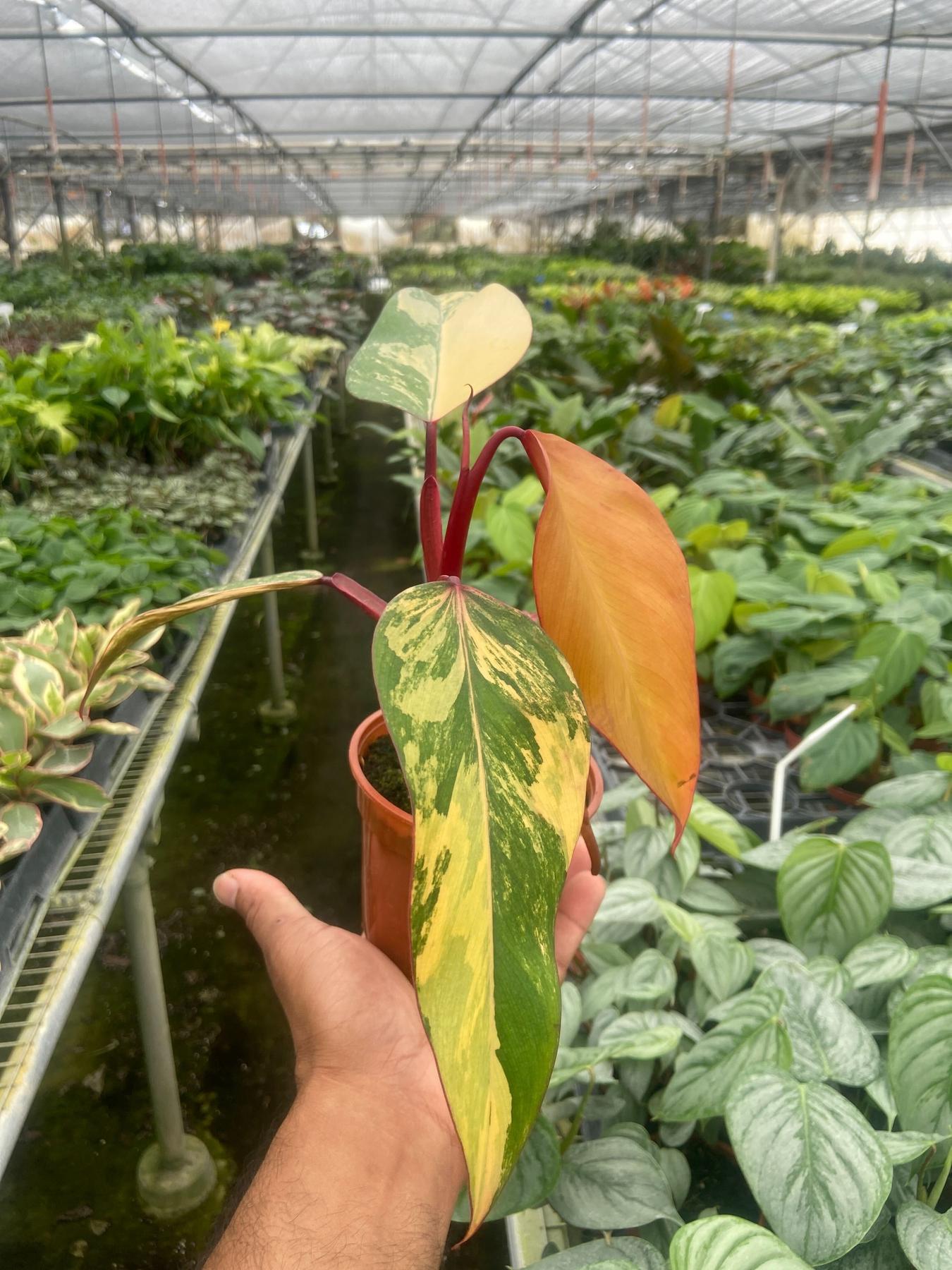 Philodendron 'Strawberry Shake'-Indoor Plants-The Succulent Source