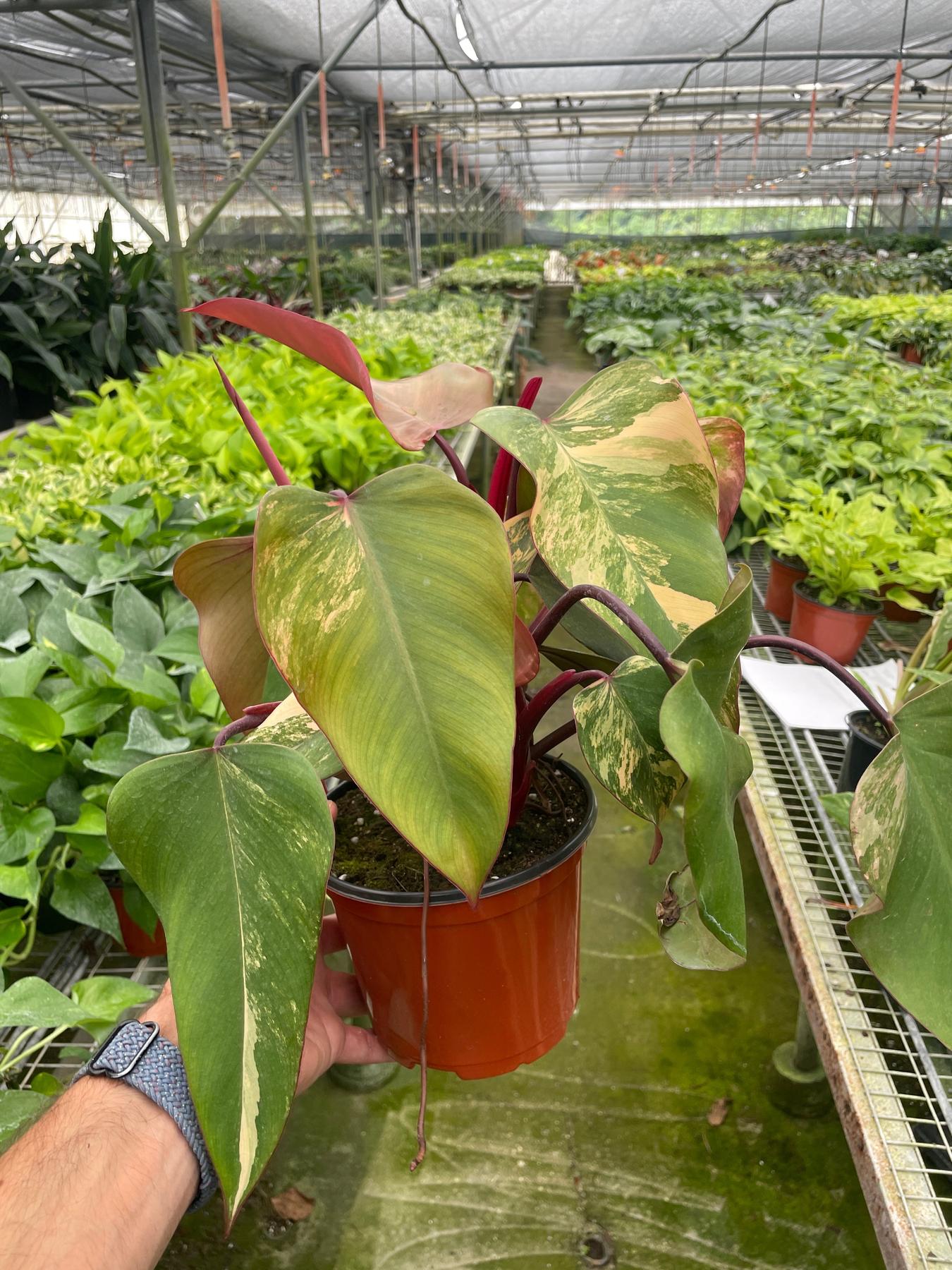 Philodendron 'Strawberry Shake'-Indoor Plants-The Succulent Source