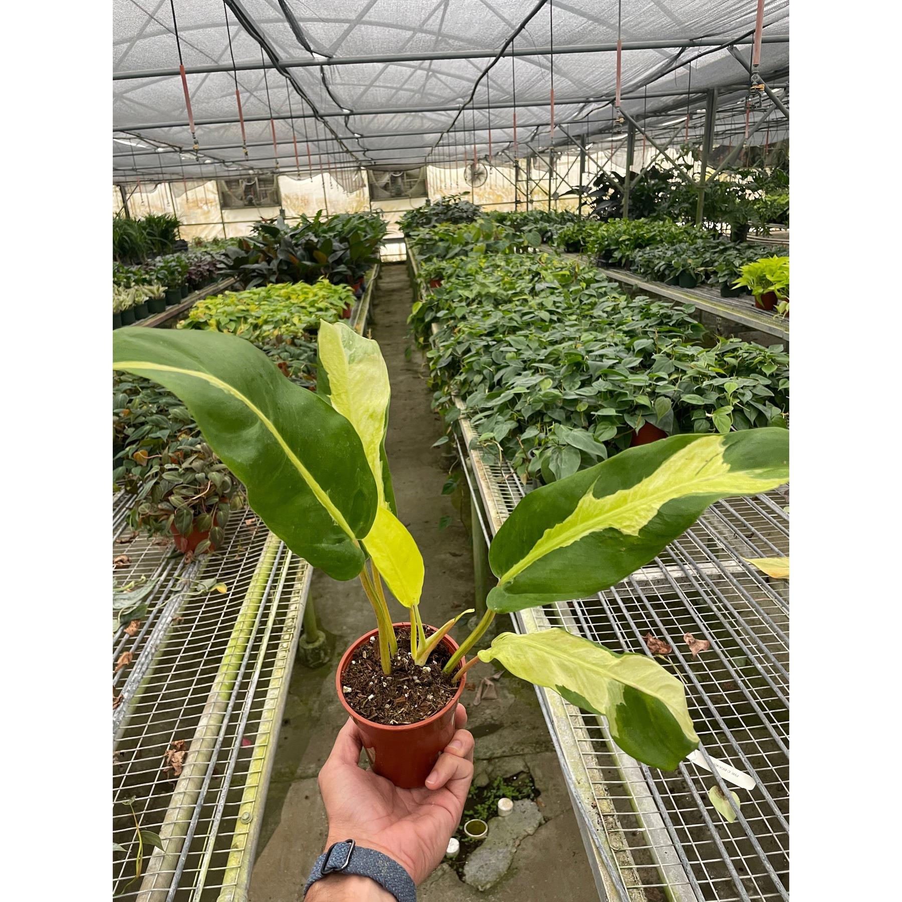 Philodendron 'Thai Sunrise'-Indoor Plants-The Succulent Source