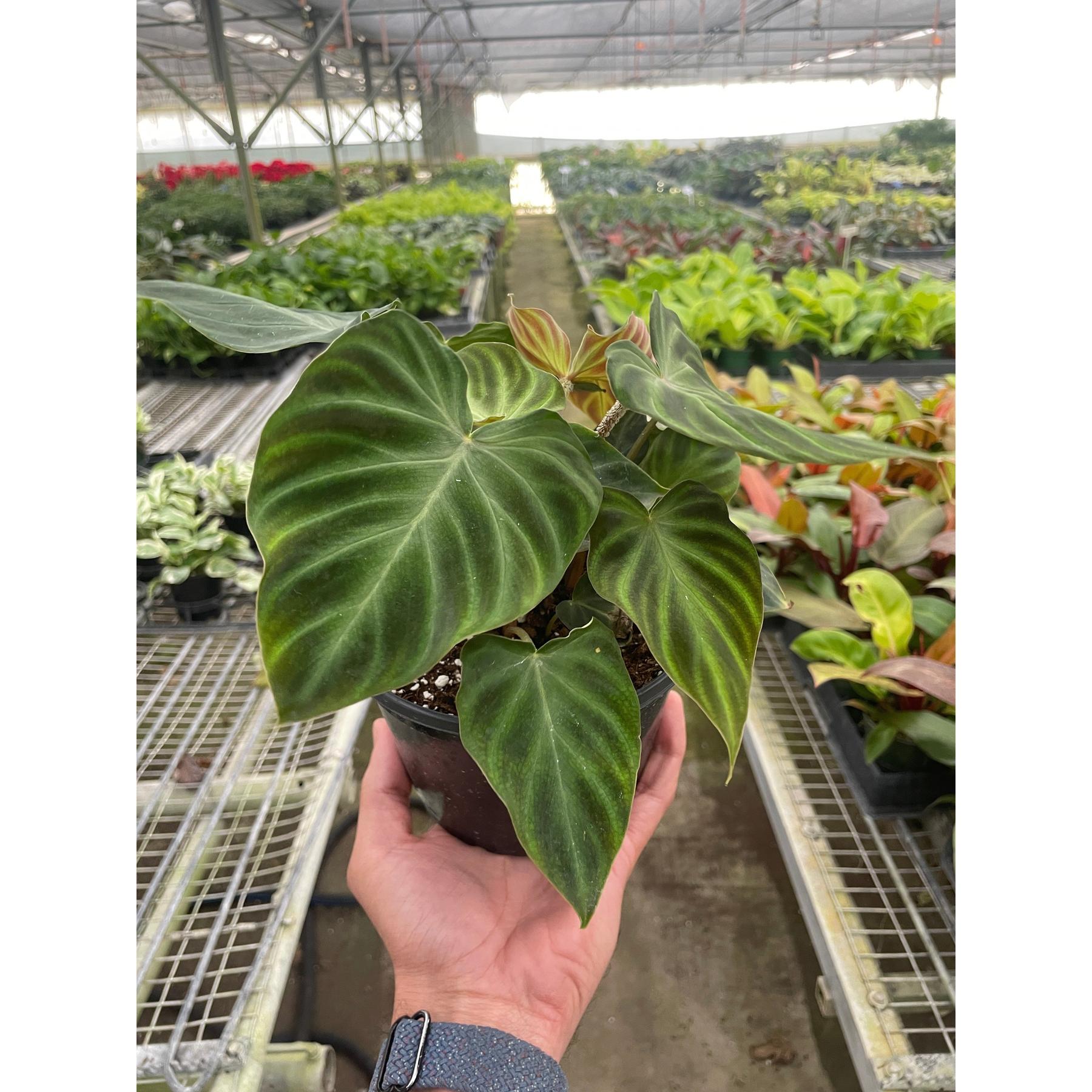 Philodendron 'Verrucosum'-Indoor Plants-The Succulent Source