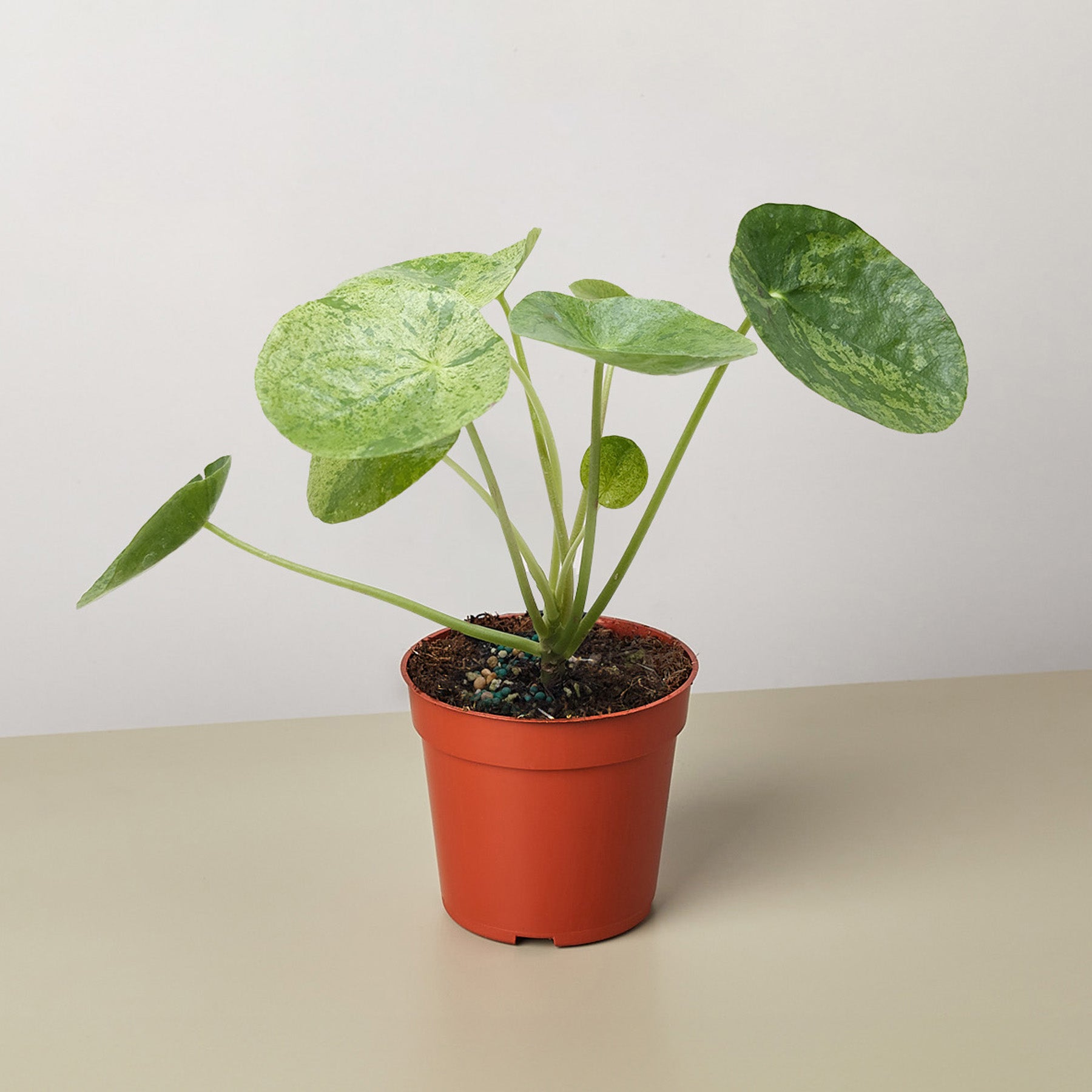 Pilea 'Mojito'-Indoor Plants-The Succulent Source