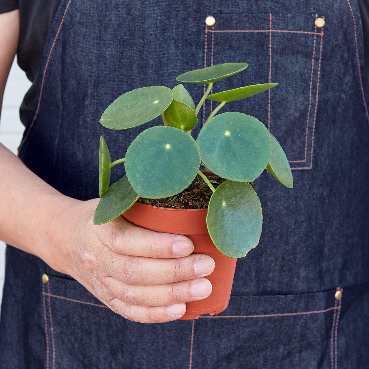 Pilea Peperomioides 'Chinese Money'-Indoor Plants-The Succulent Source