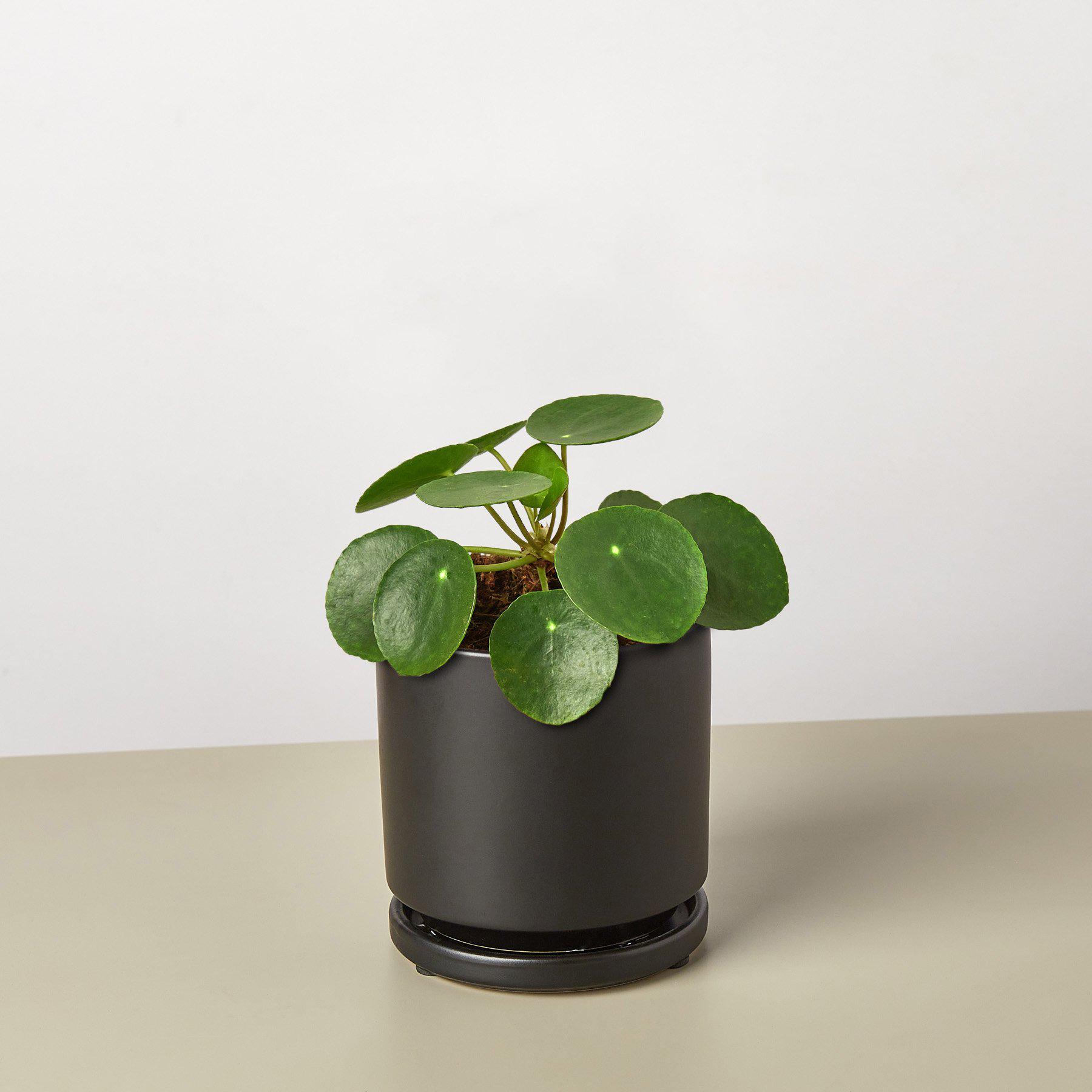 Pilea Peperomioides 'Chinese Money'-Indoor Plants-The Succulent Source