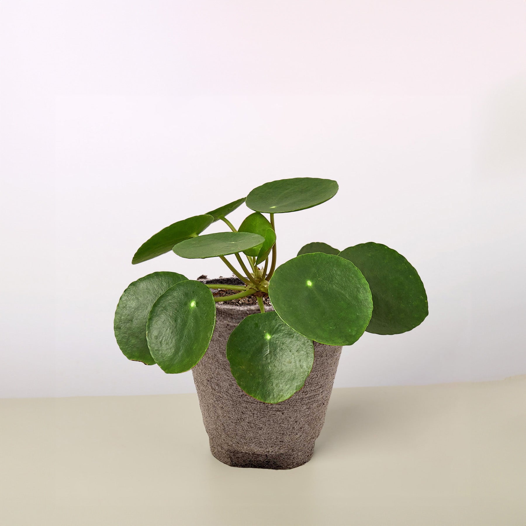 Pilea Peperomioides 'Chinese Money'-Indoor Plants-The Succulent Source