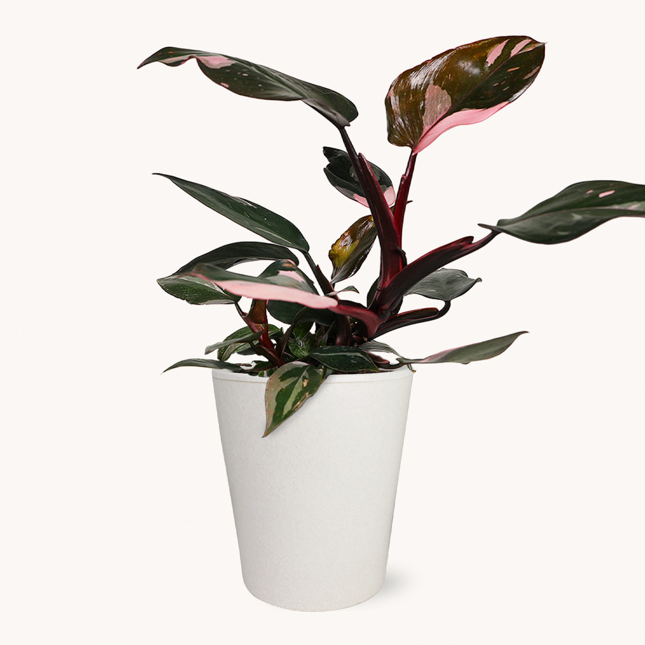 Pink Princess Philodendron-The Succulent Source